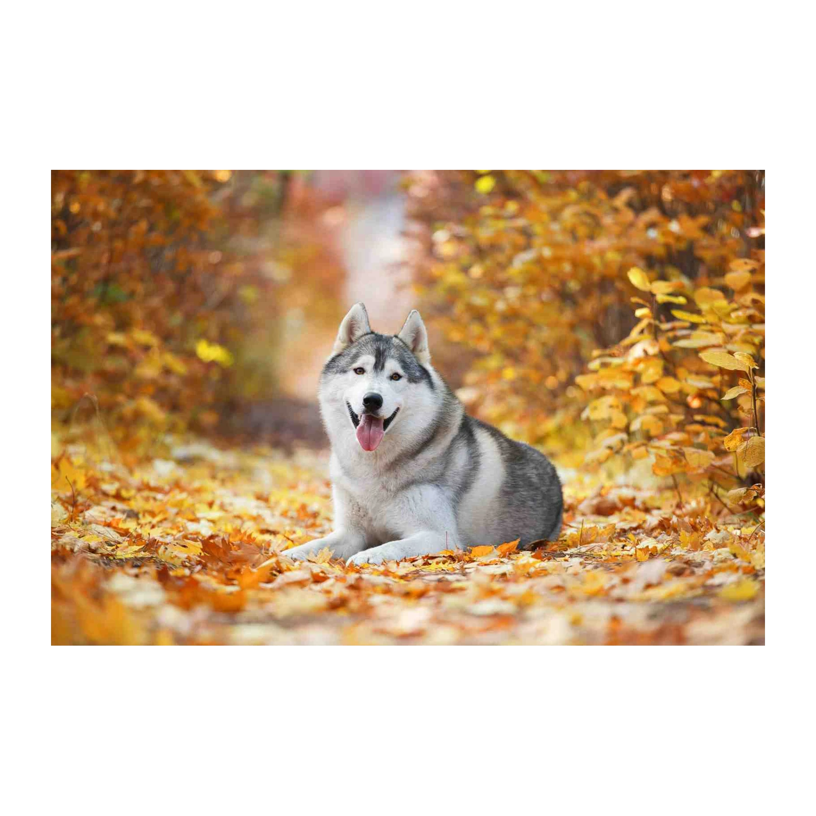 Majestic Husky Autumn Forest Wall Art