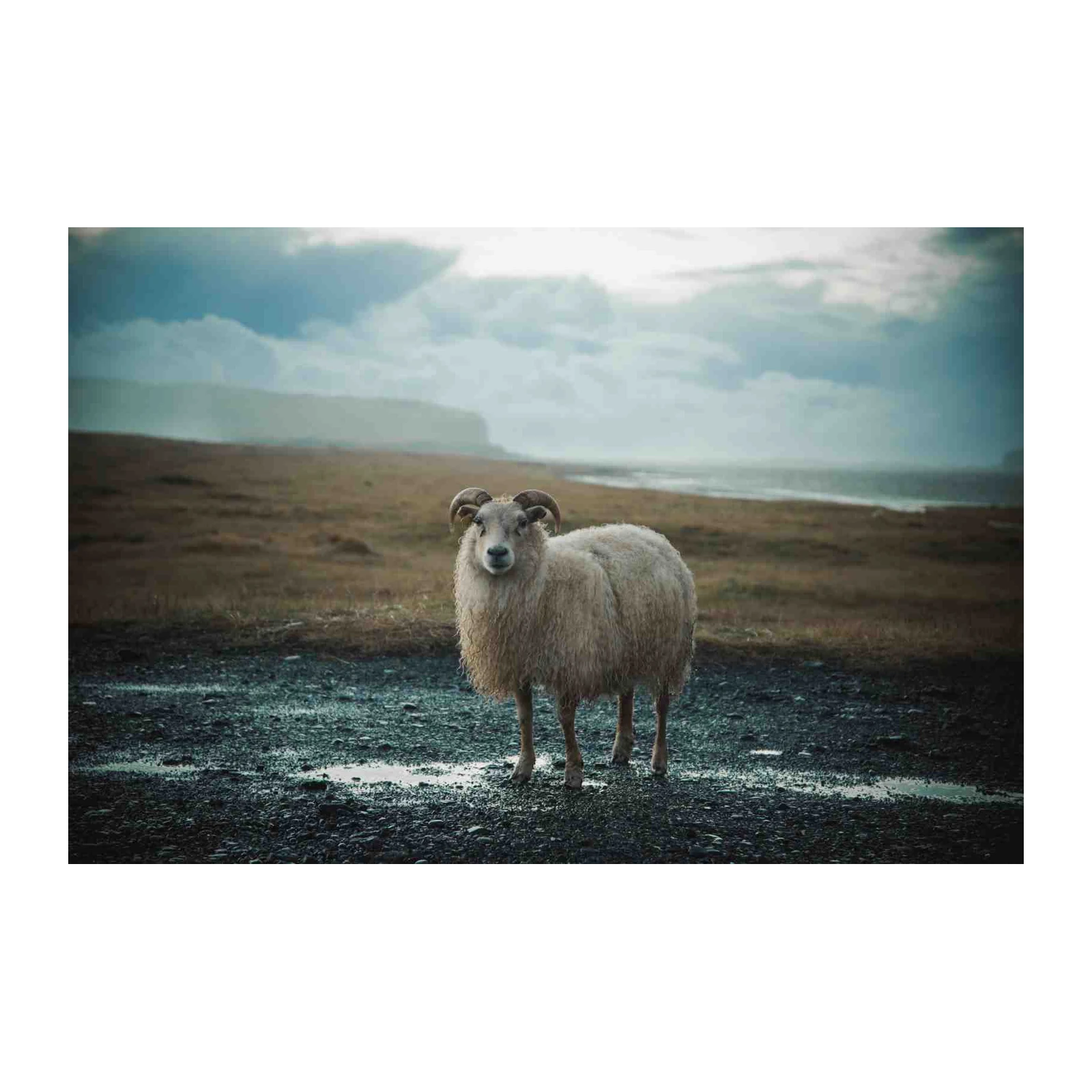Majestic Ram Iceland Landscape Wall Art
