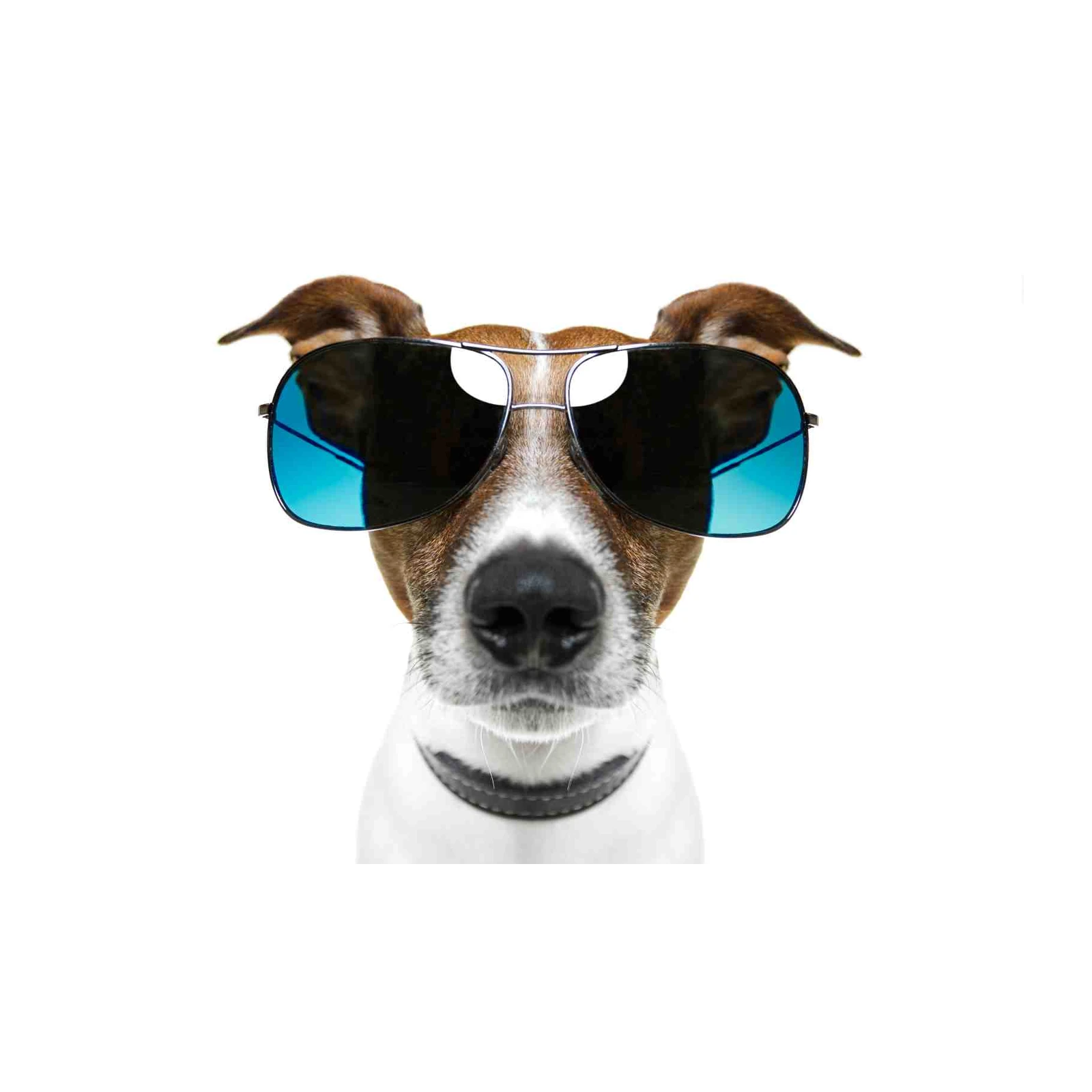 Cool Dog with Sunglasses Wall Art