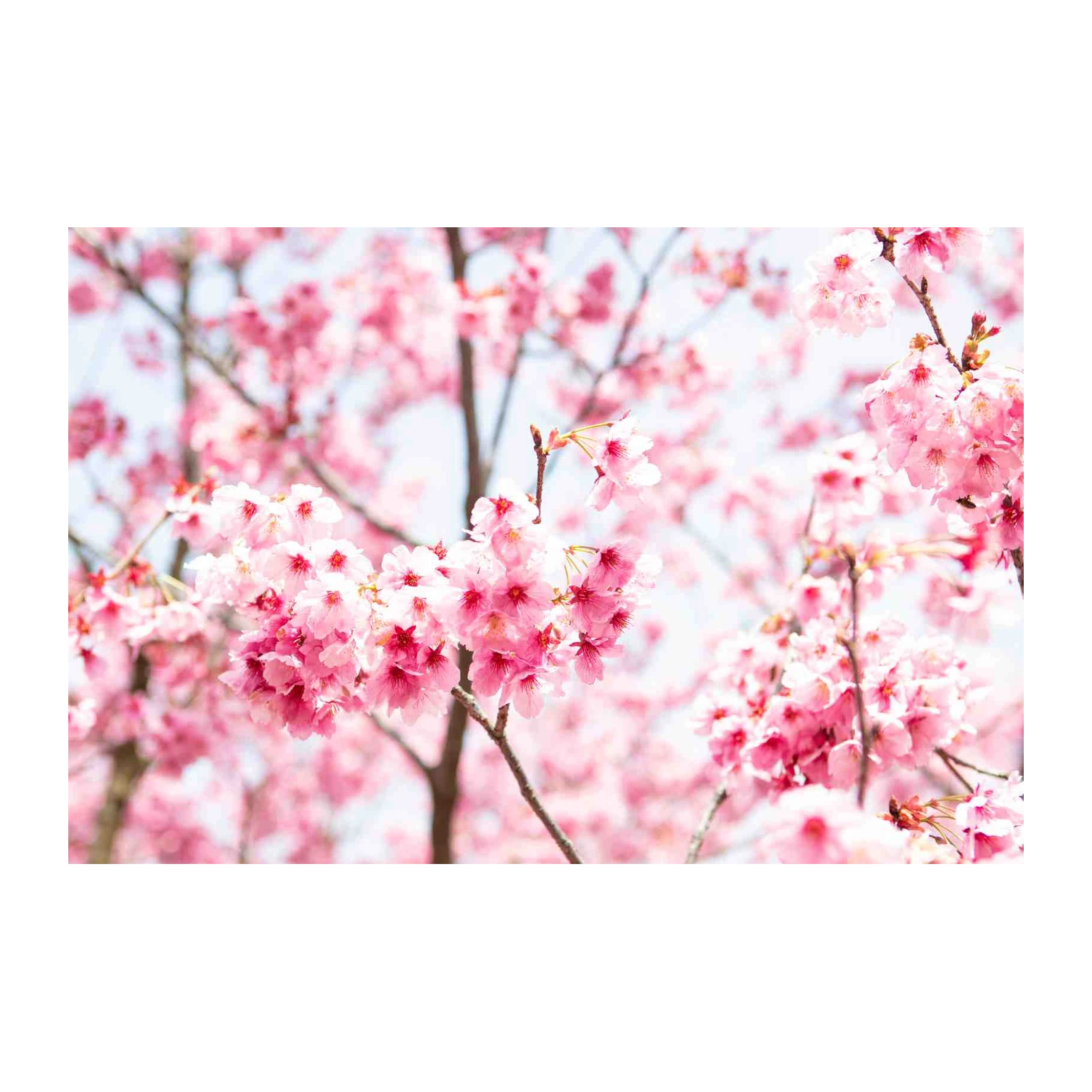 Serene Cherry Blossom Garden Wall Art