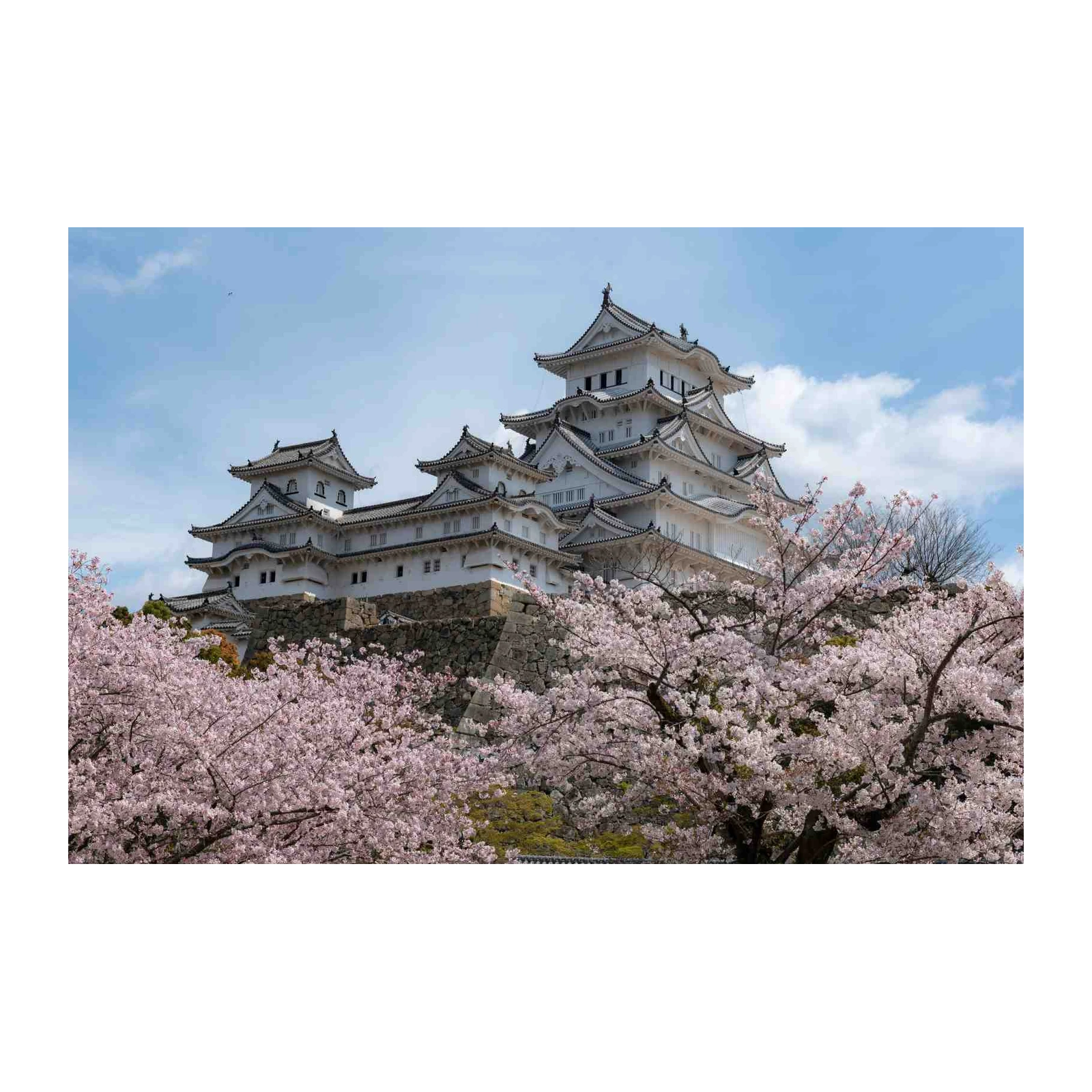 Himeji Castle Cherry Blossom Wall Art
