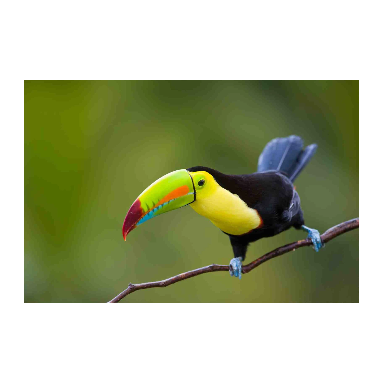 Vibrant Toucan Rainforest Bird Art Wall Art