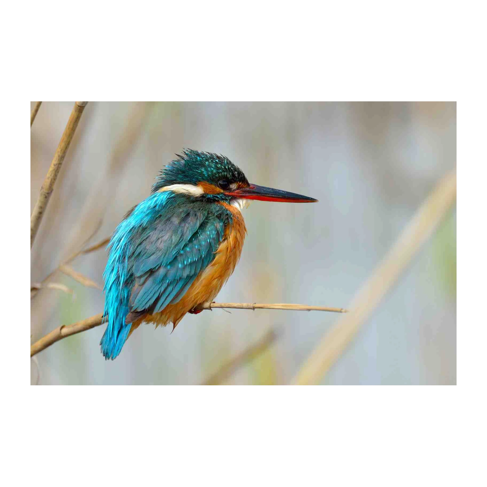 Vibrant Kingfisher Nature Wall Art
