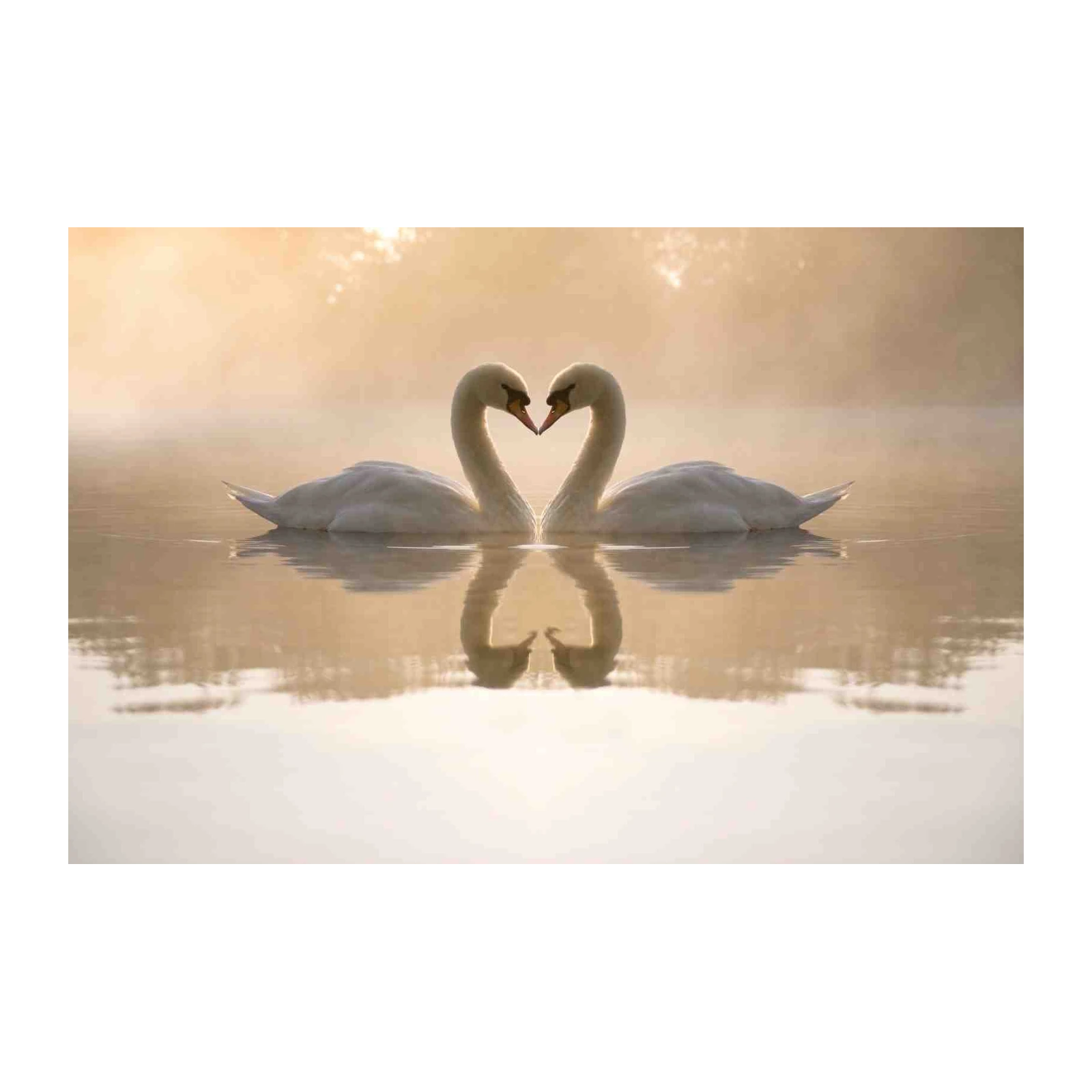 Serene Swan Love Heart Wall Art