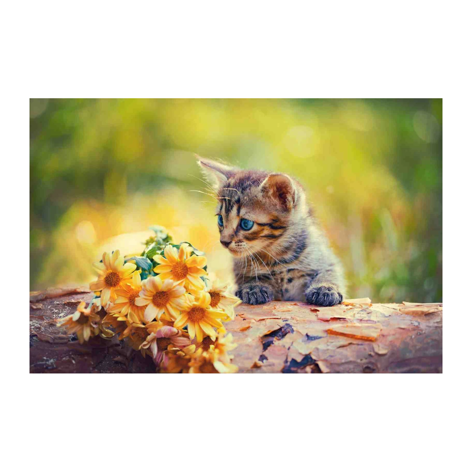 Adorable Kitten & Yellow Flowers Wall Art