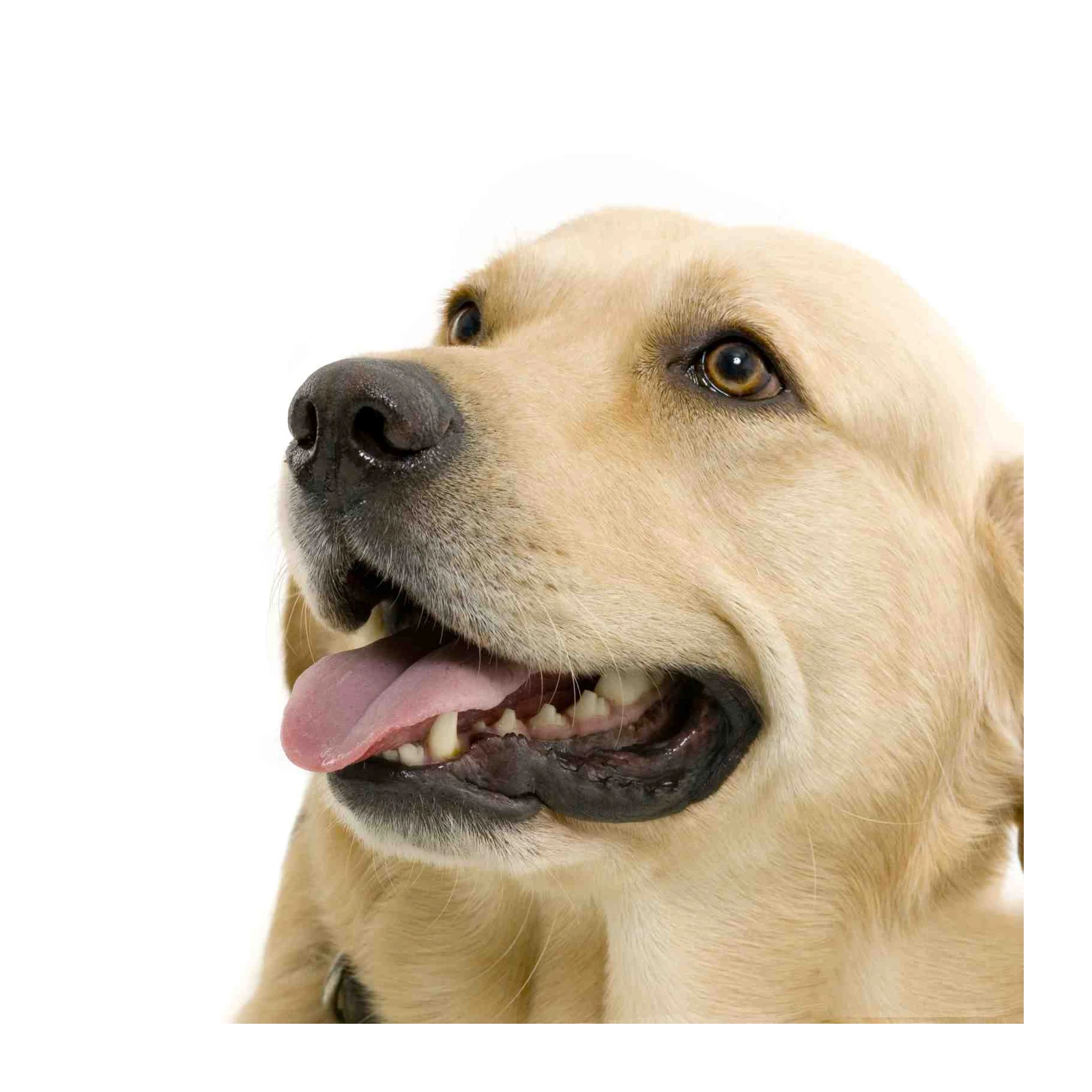 Happy Golden Retriever Dog Portrait Wall Art