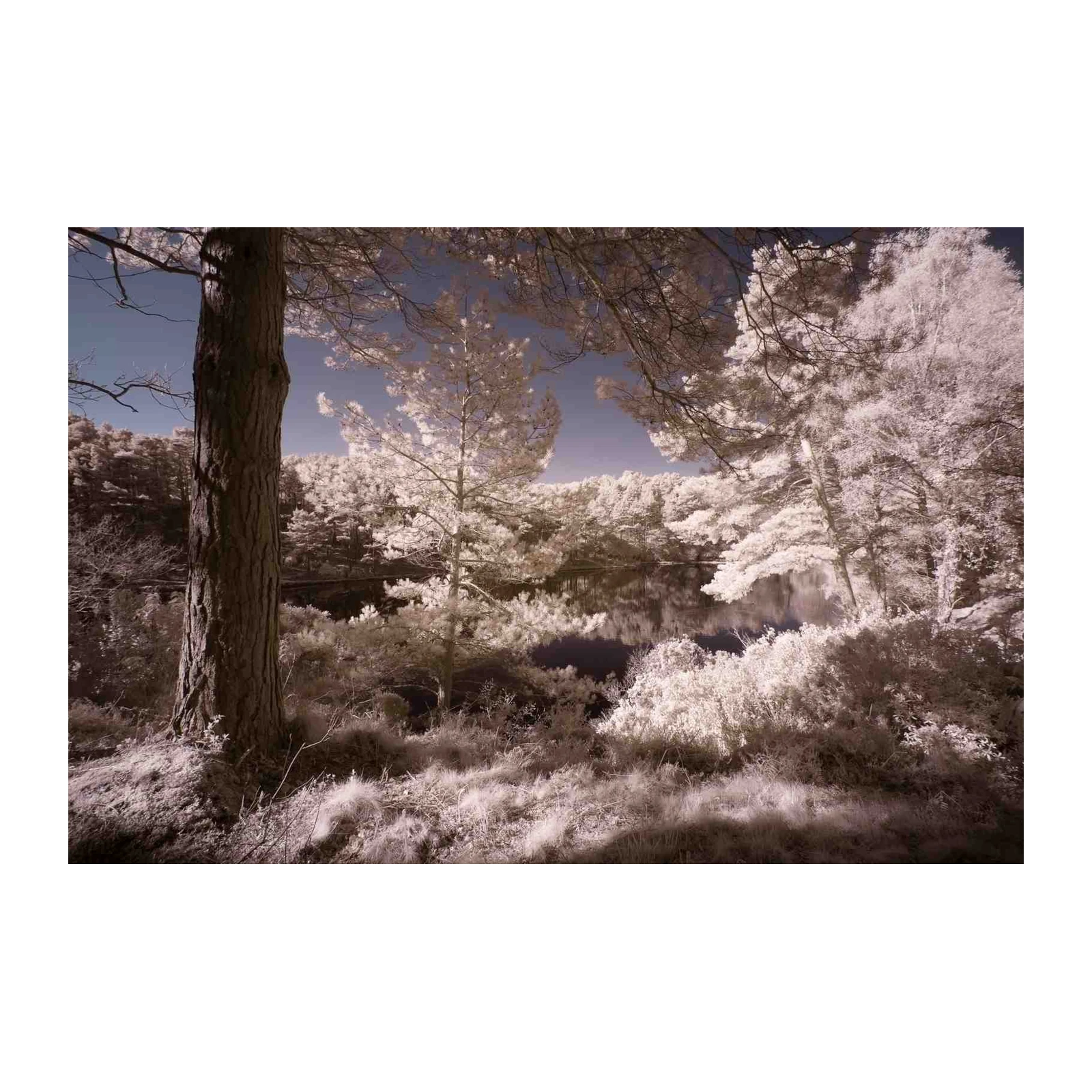 Enchanting Forest Lake Infrared Wall Art