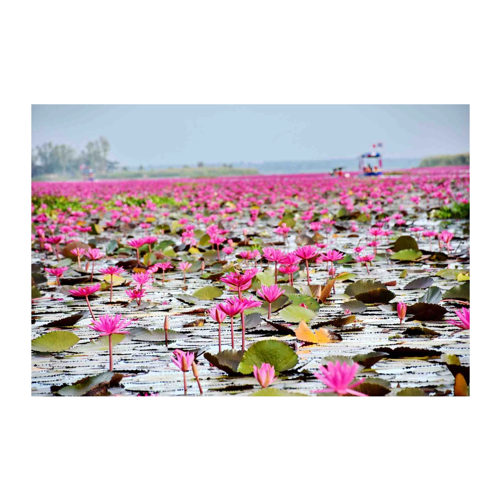 Serene Pink Lotus Field Wall Art