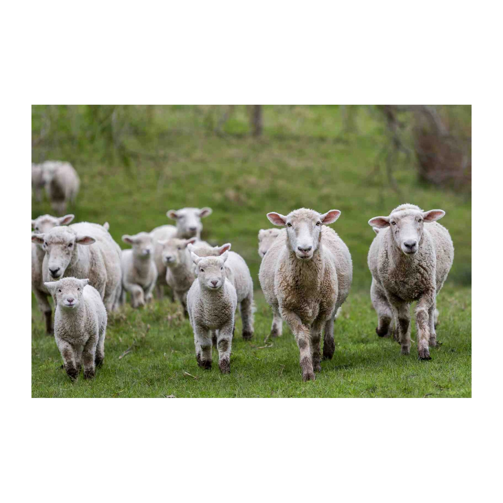 Fluffy Sheep Herd Farm Landscape Wall Art