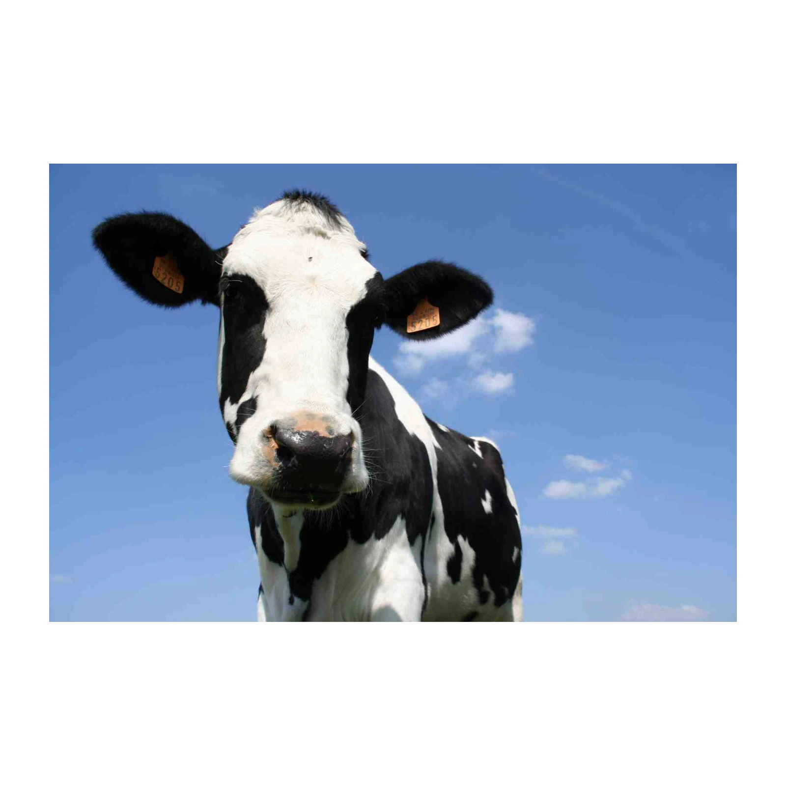Charming Holstein Cow Close-Up Wall Art