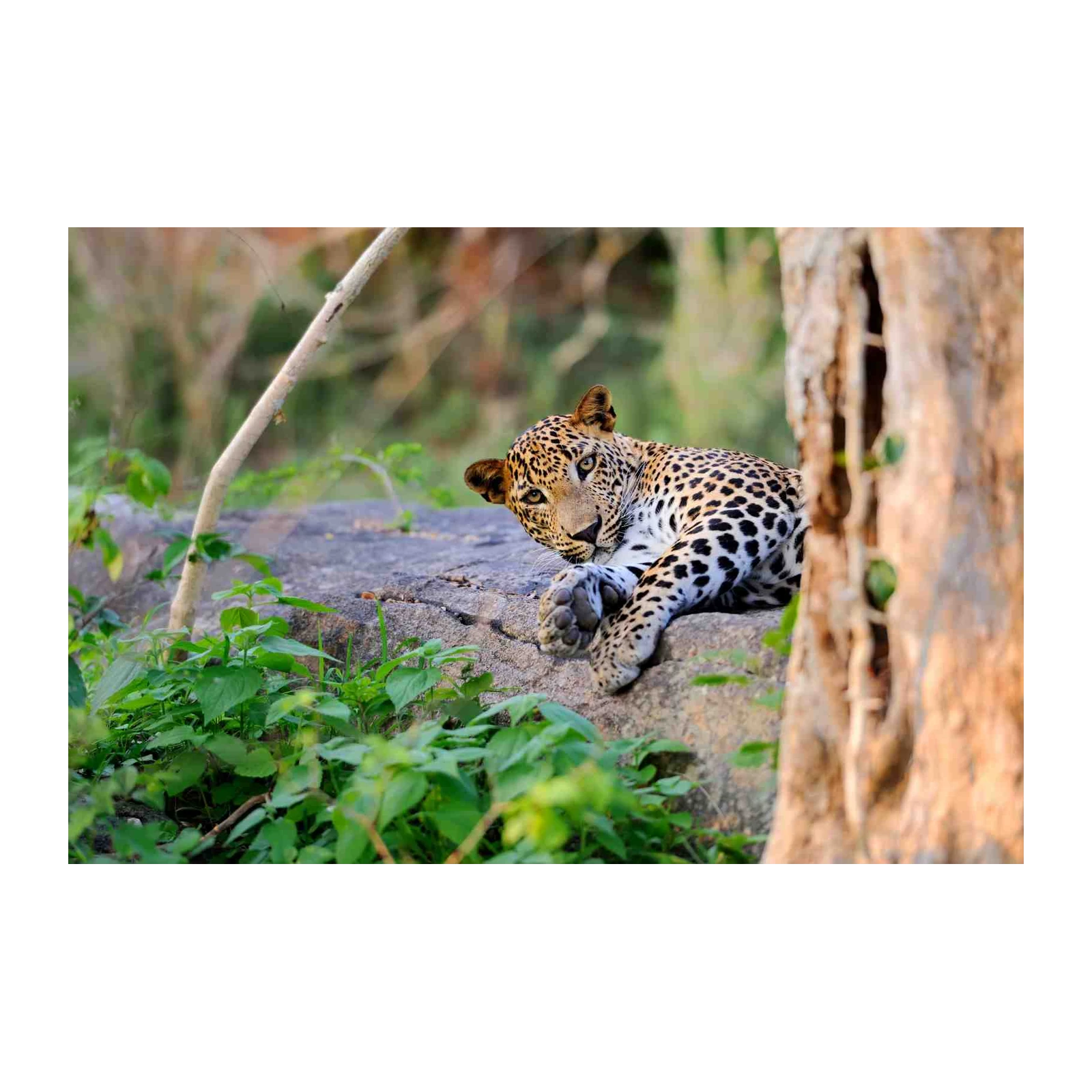 Majestic Leopard Wildlife Wall Art