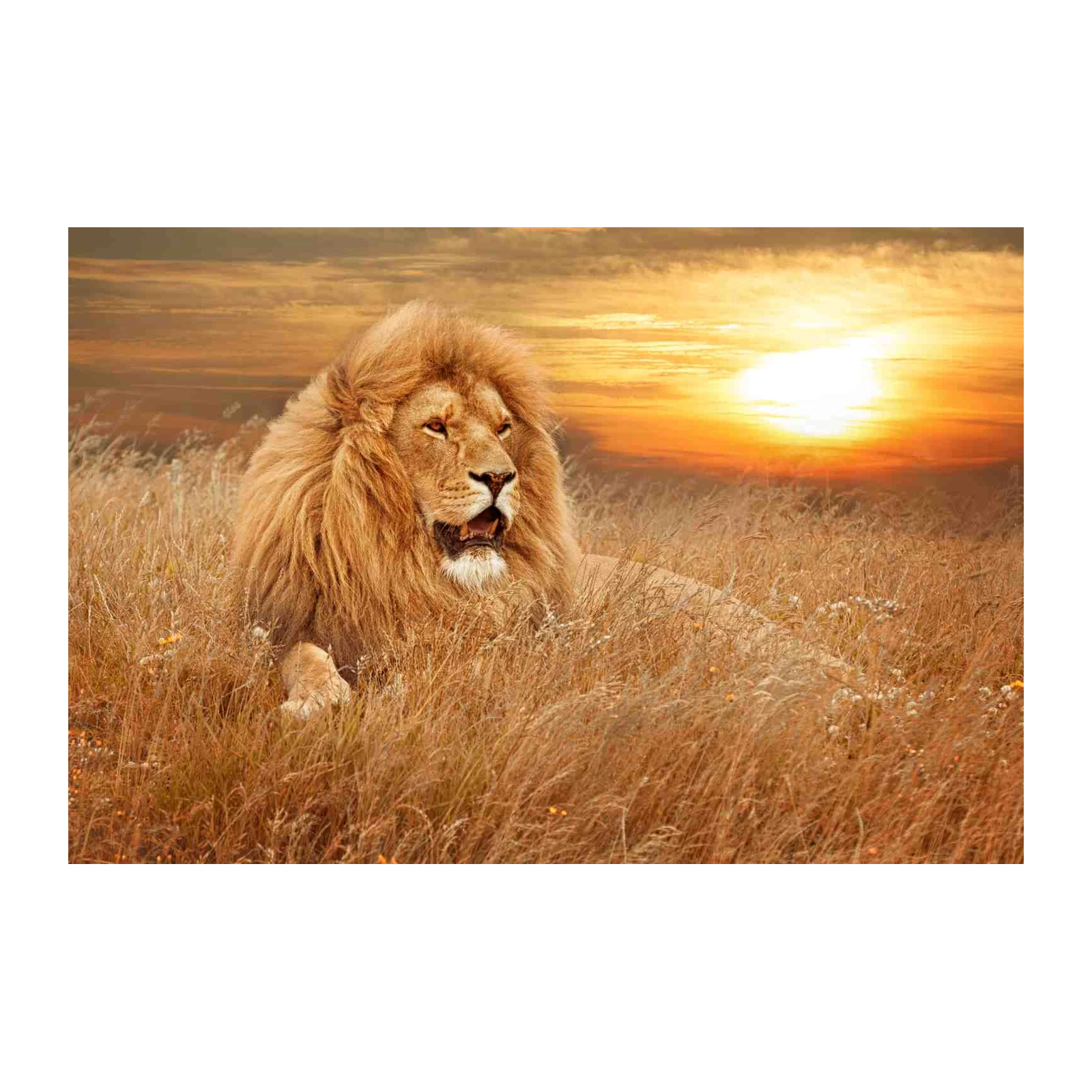 Majestic Lion in Golden Sunset Wall Art