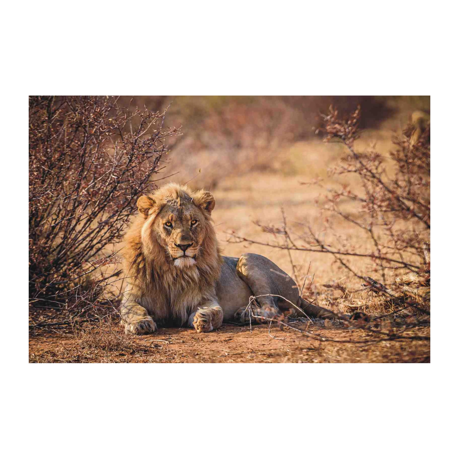 Majestic Lion King African Safari Wall Art