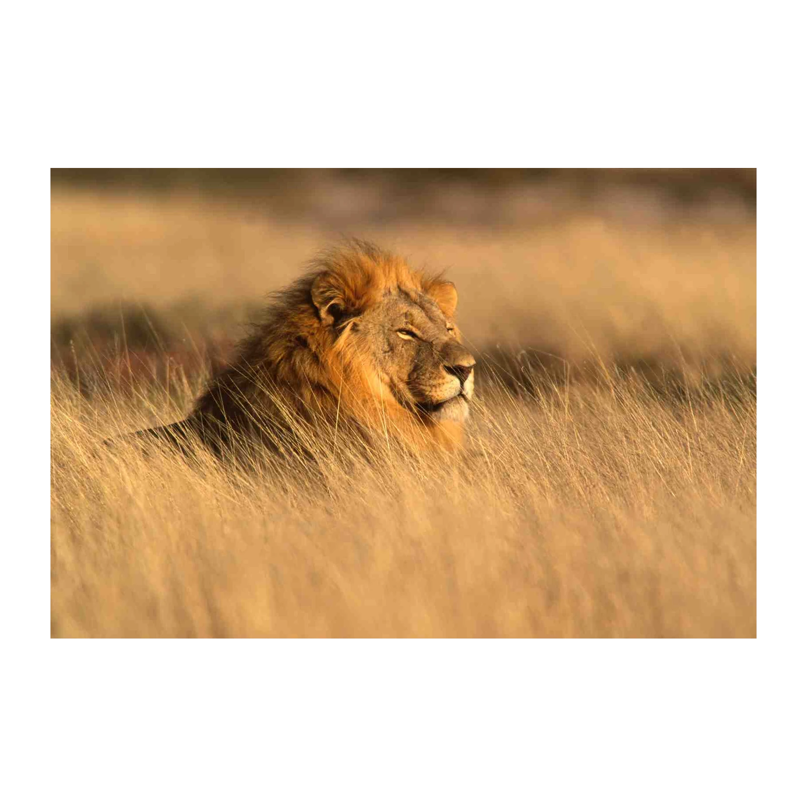 Majestic Lion in Golden Grass Wall Art