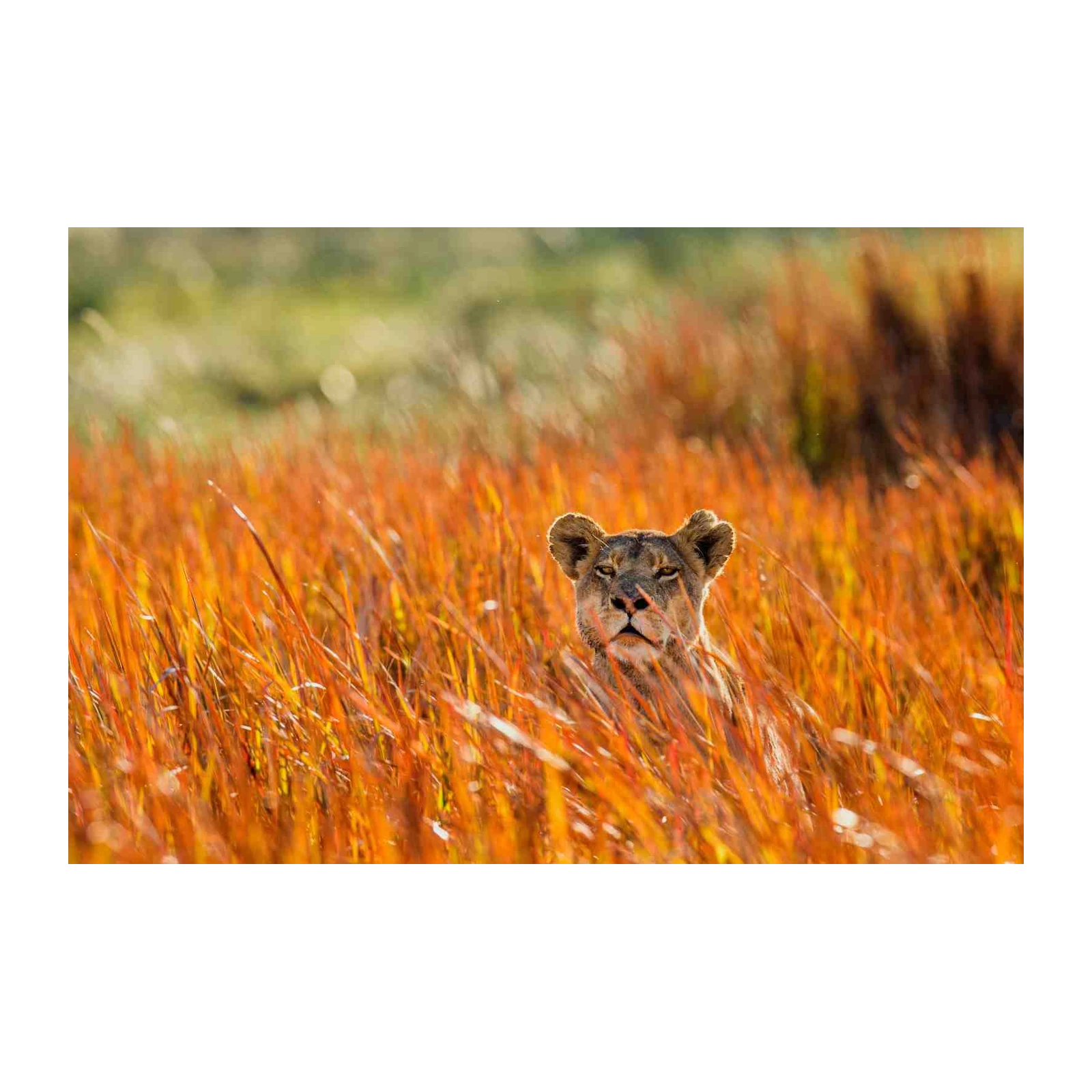 Majestic Lioness in Golden Grass Wall Art