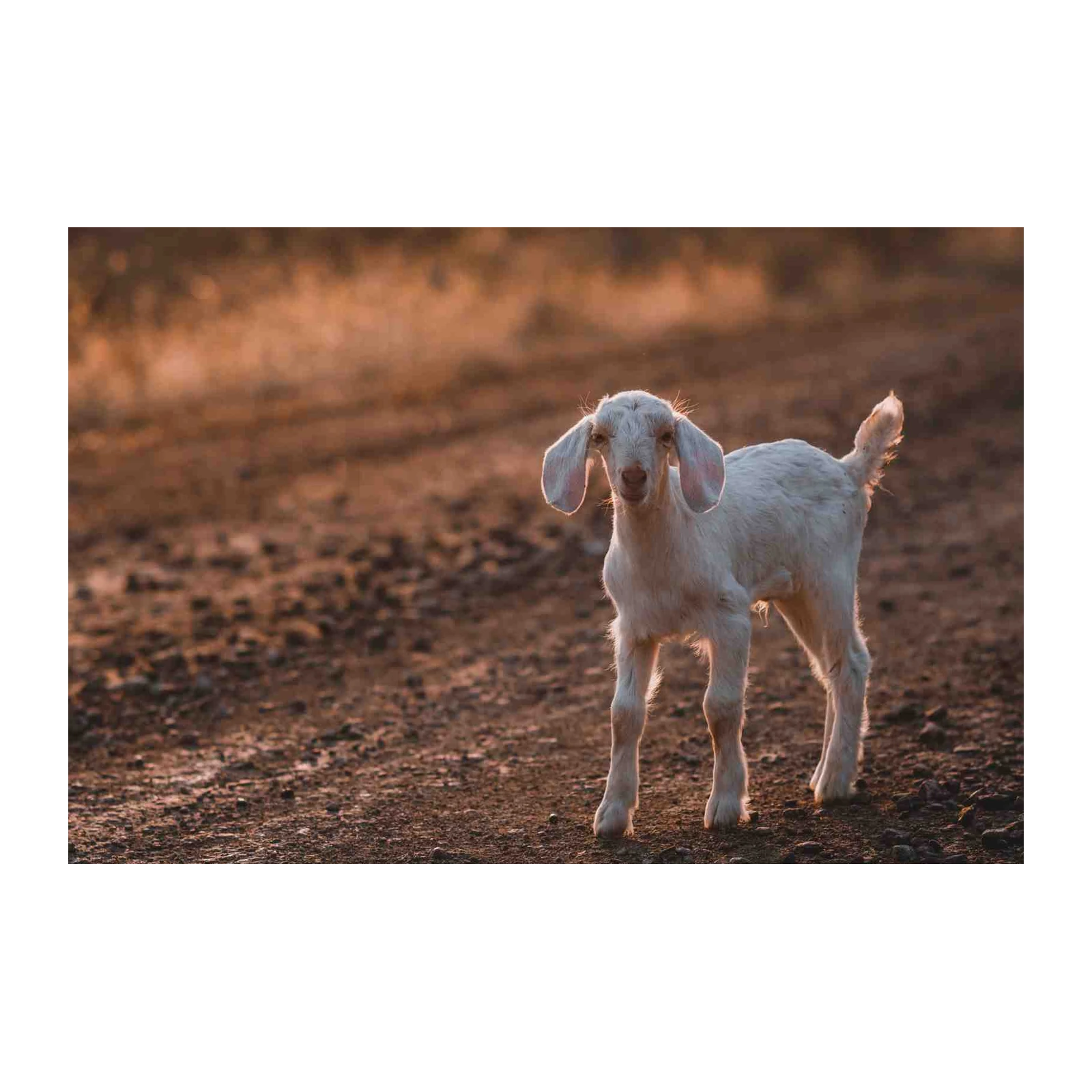 Adorable Baby Goat Cute Farm Animal Wall Art