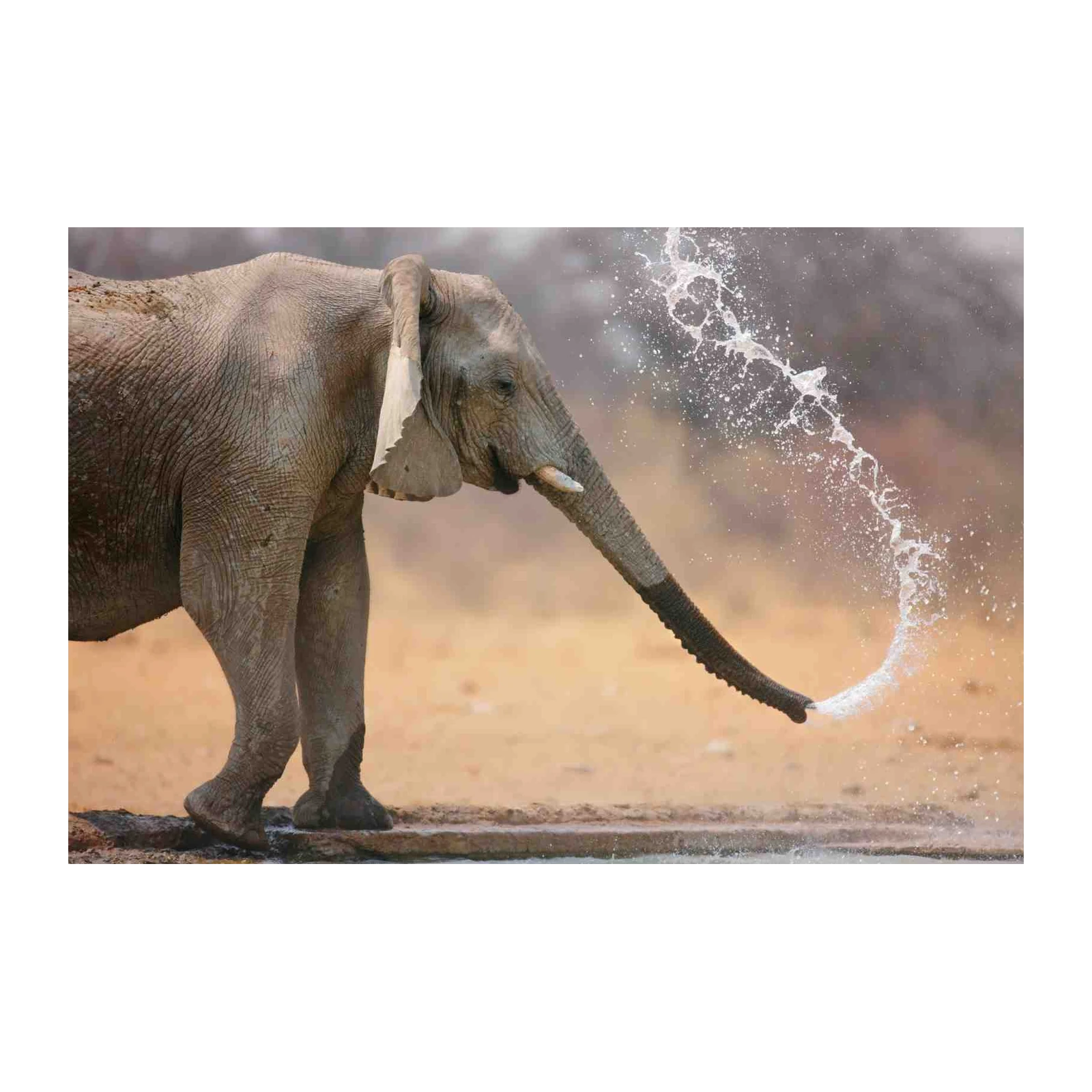Majestic Elephant Water Splash Wall Art