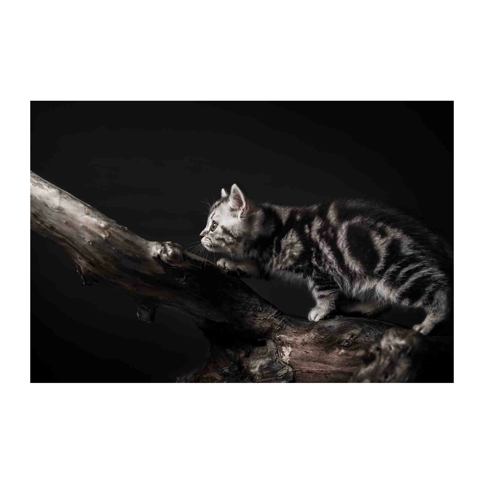 Curious Kitten on Branch Wall Art Art
