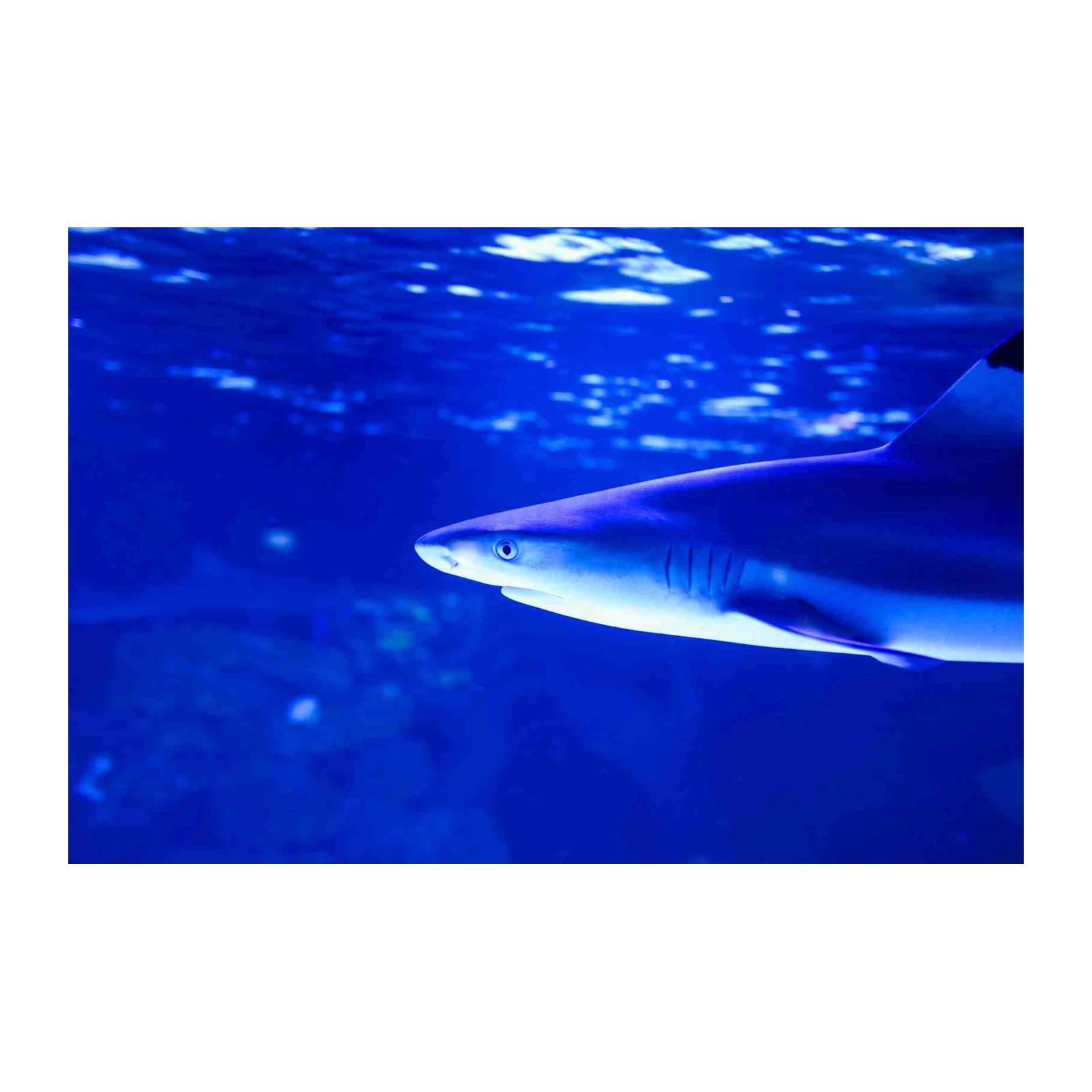 Majestic Shark Underwater Scene Wall Art