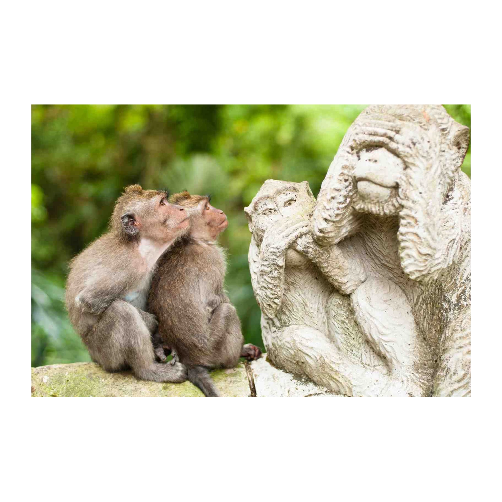 Three Wise Monkeys Nature Wall Art