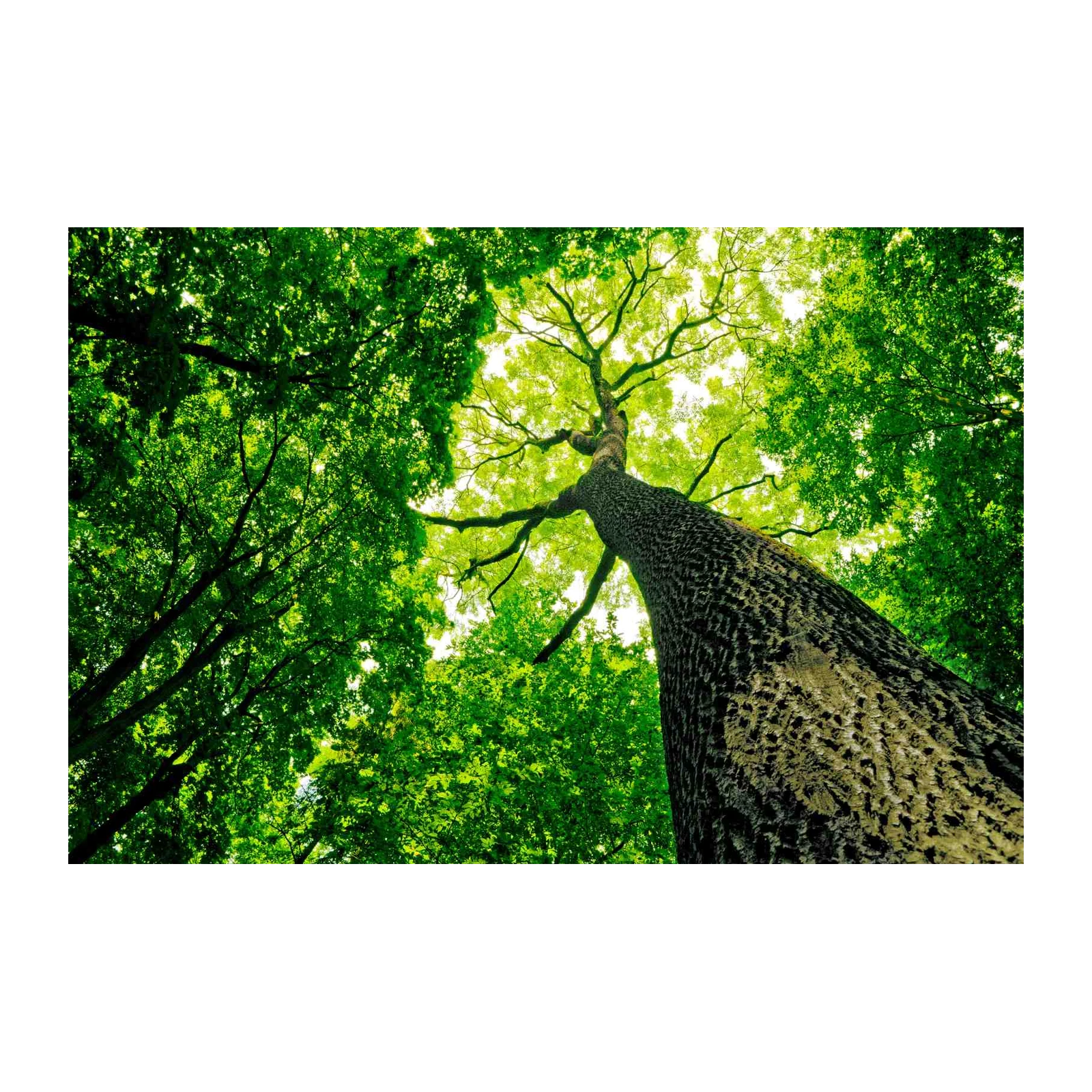 Majestic Forest Canopy Wall Art