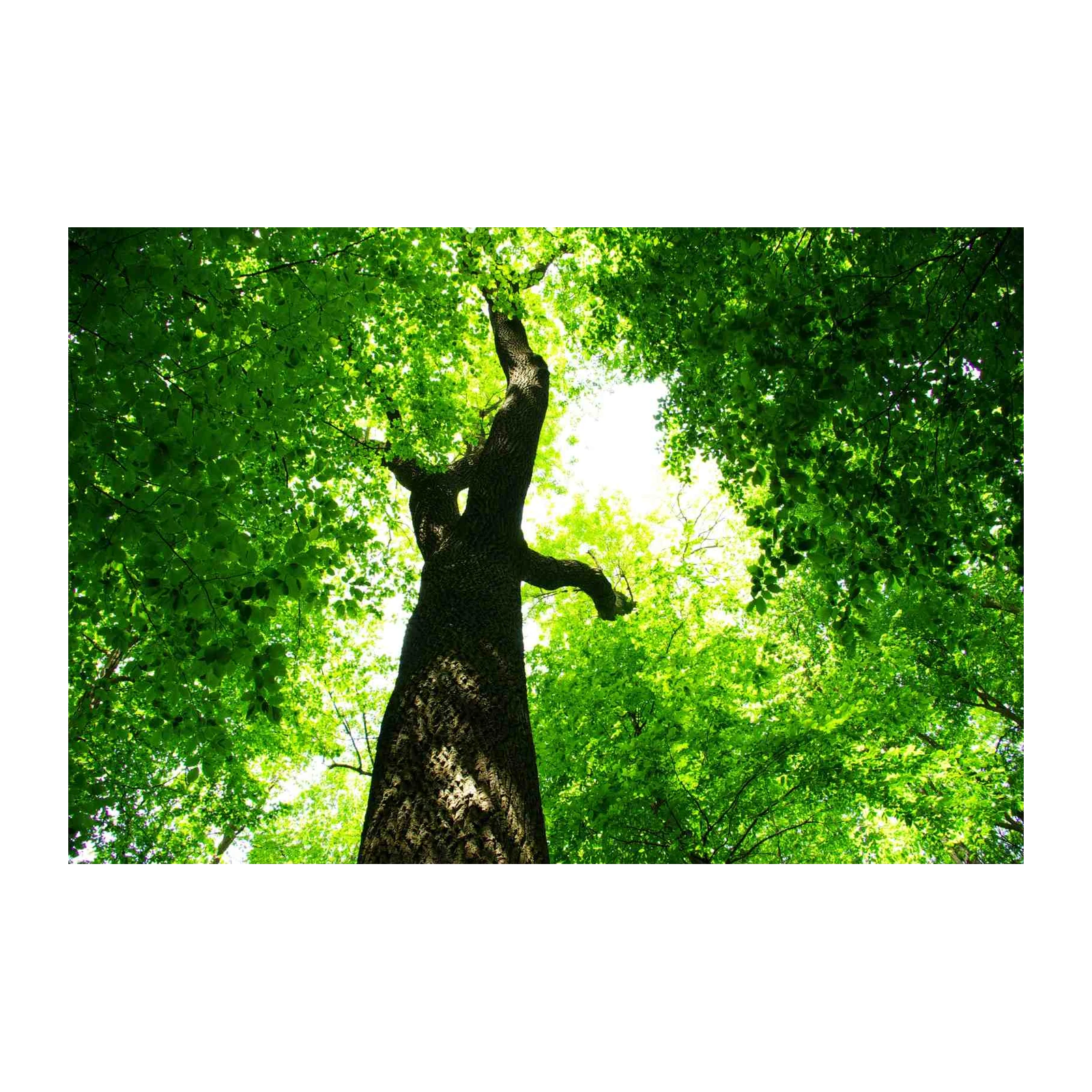 Majestic Forest Canopy Wall Art