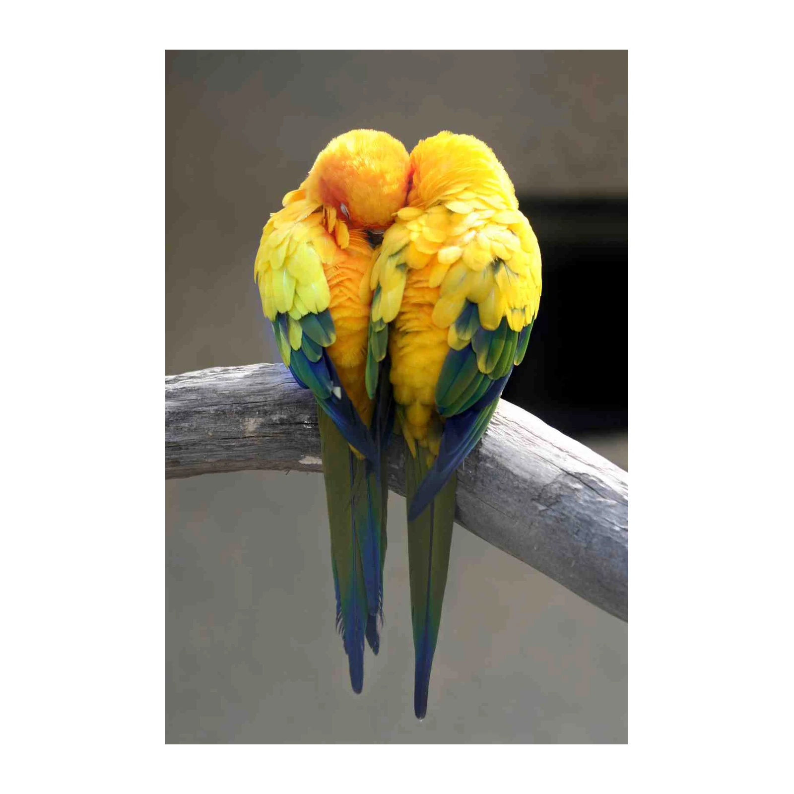 Adorable Lovebirds Hugging Wall Art - Tropical Bird Art