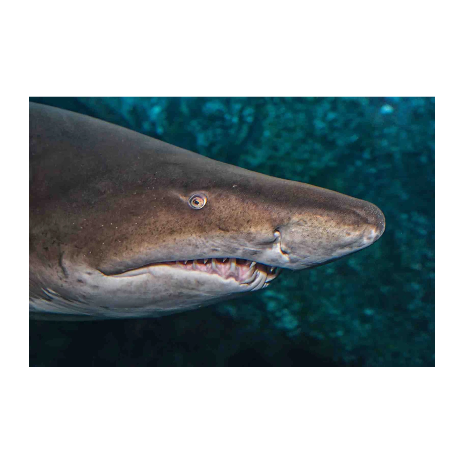 Intimidating Shark Jaw Close-Up Wall Art