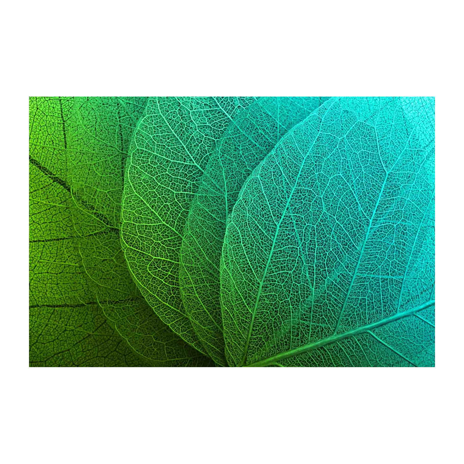 Nature's Veins: Green & Teal Leaf Macro Wall Art