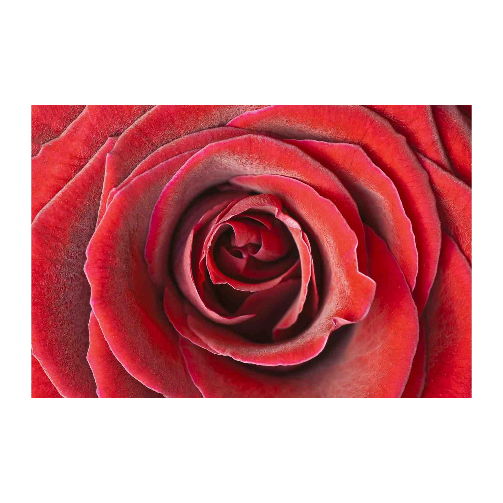 Red Rose Macro Wall Art for Elegant Decor