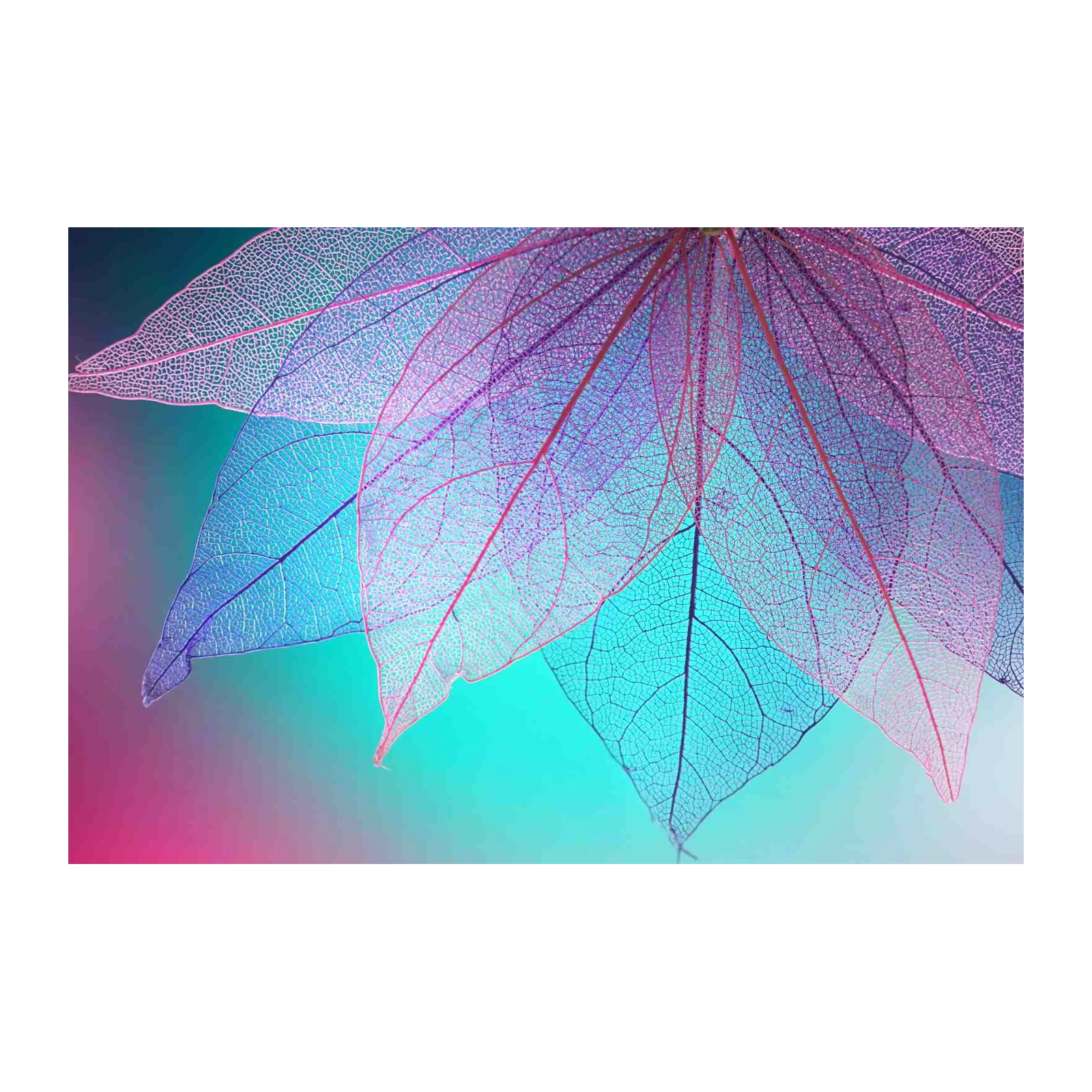 Bohemian Skeleton Leaves Wall Art
