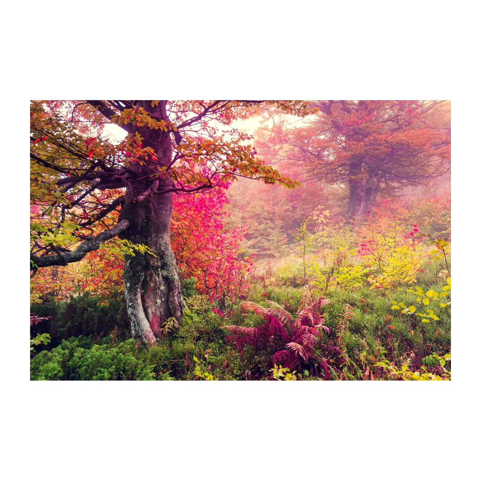 Enchanting Autumn Forest Wall Art
