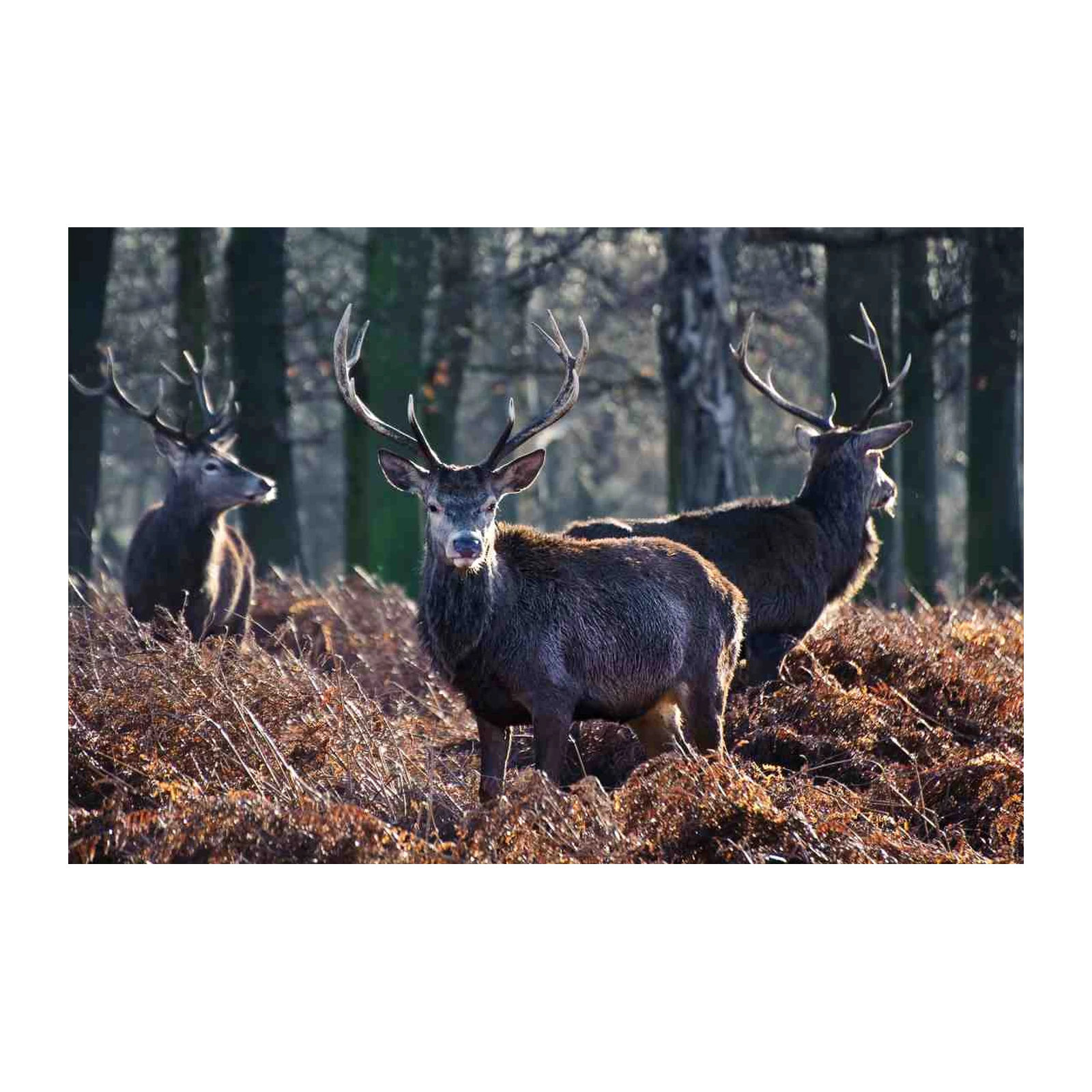 Majestic Stag Herd Forest Wall Art
