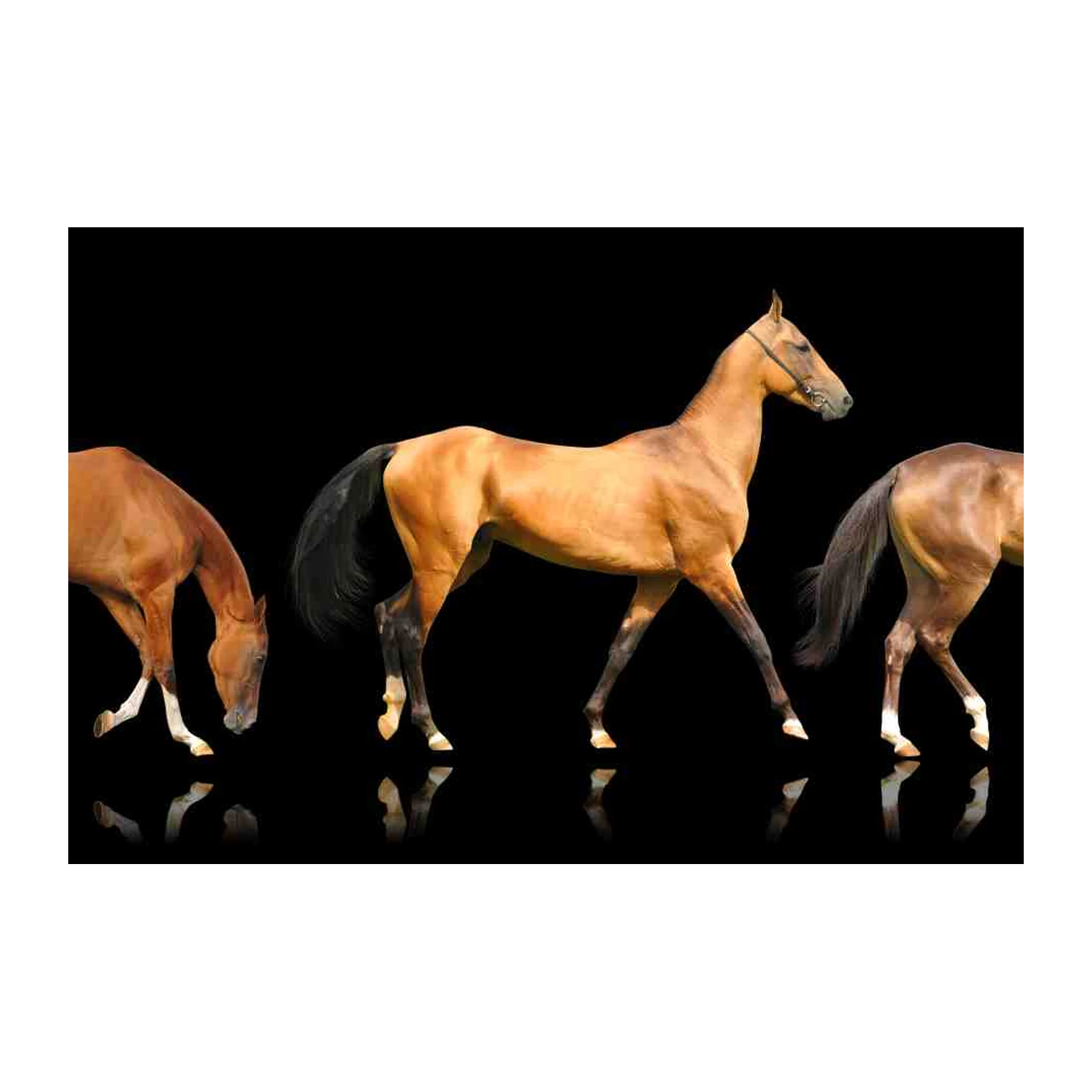 Elegant Horses Trio Black Background Wall Art