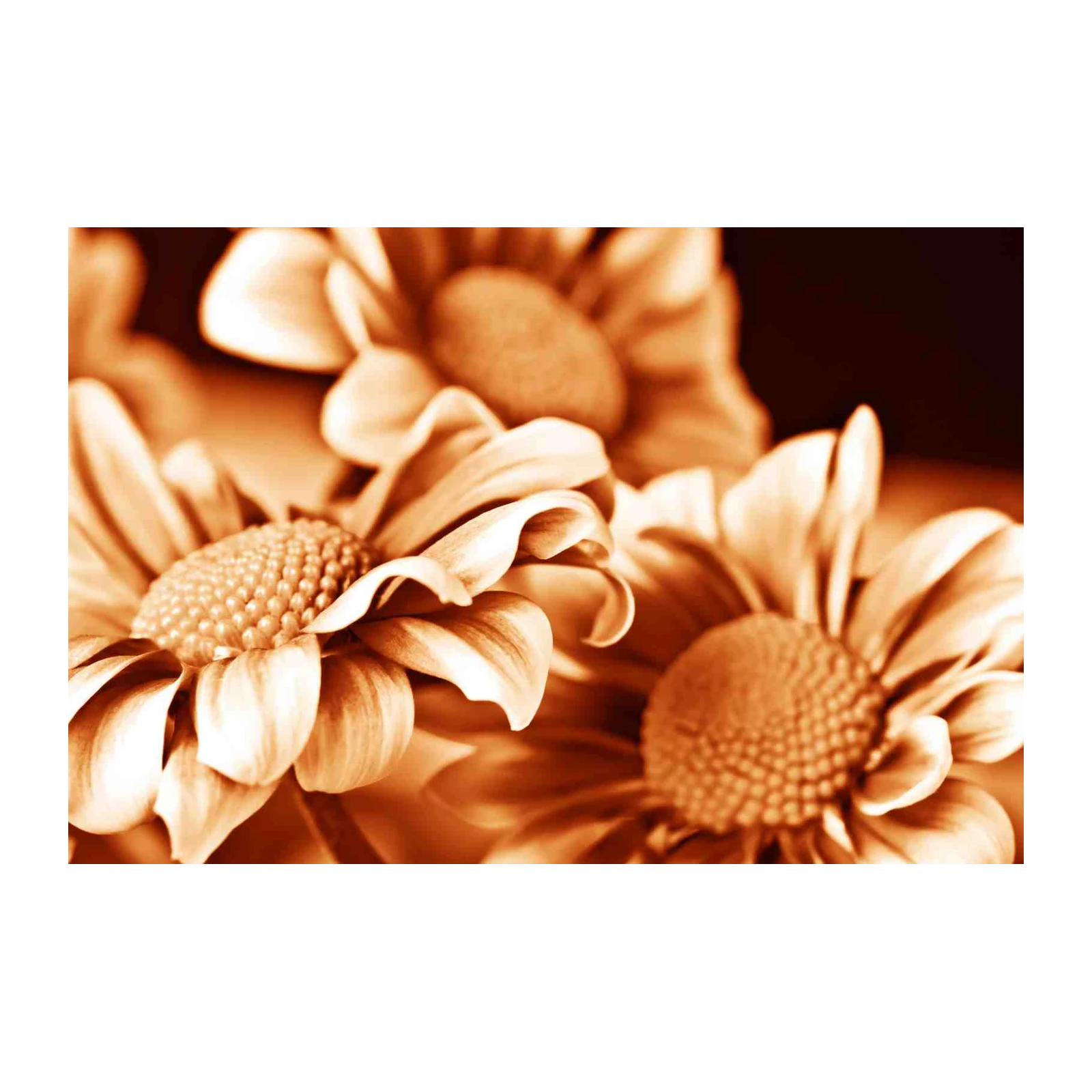 Monochromatic Floral Bloom Wall Art