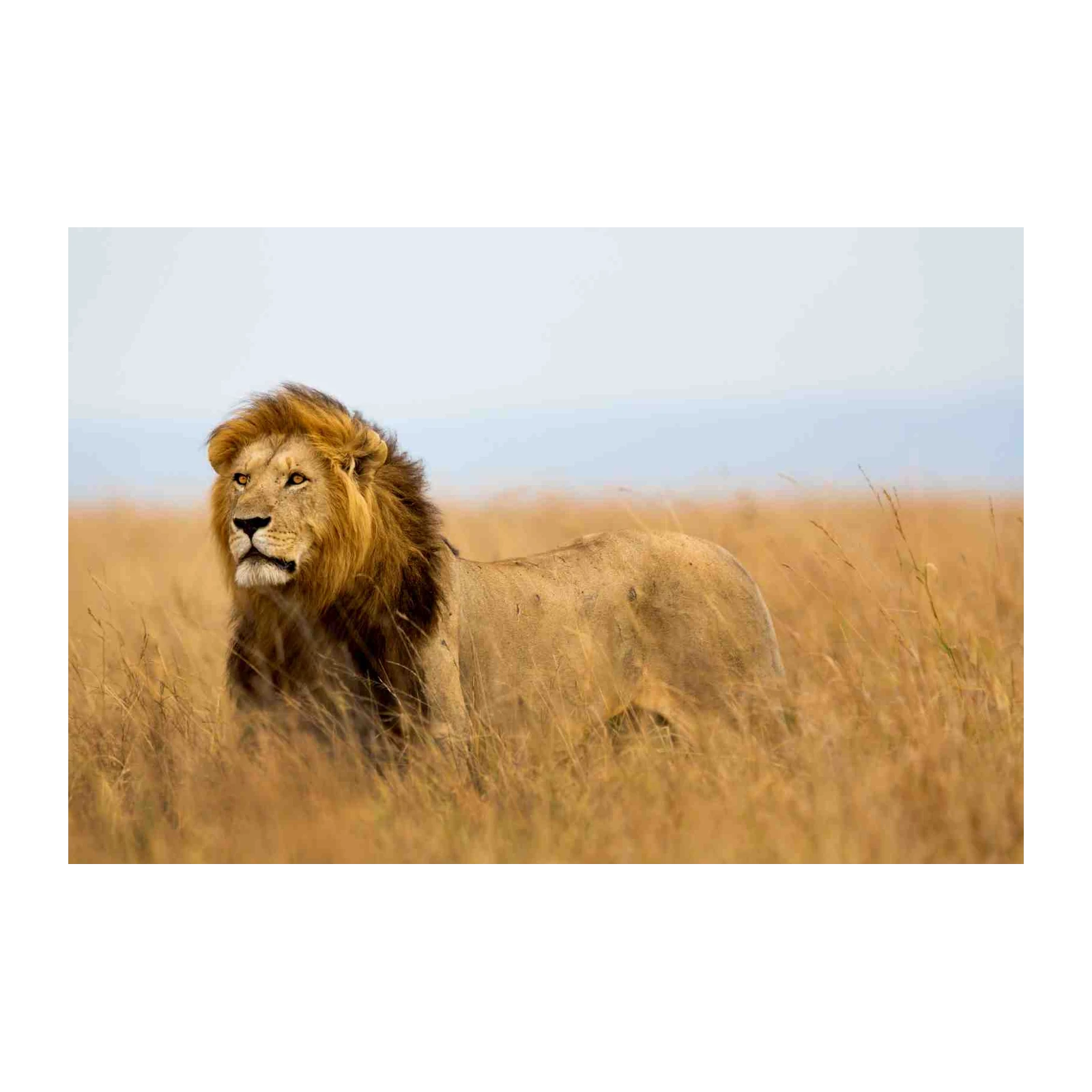 Majestic Lion Savannah Landscape Wall Art