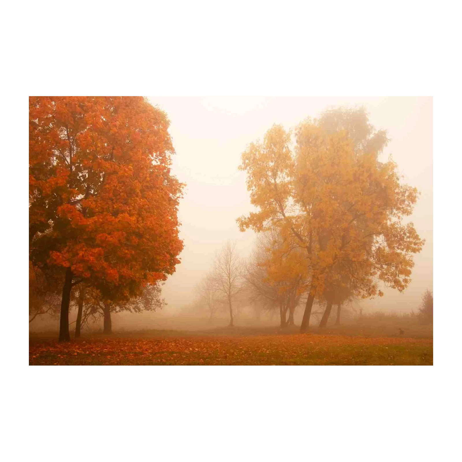 Misty Autumn Trees Wall Art