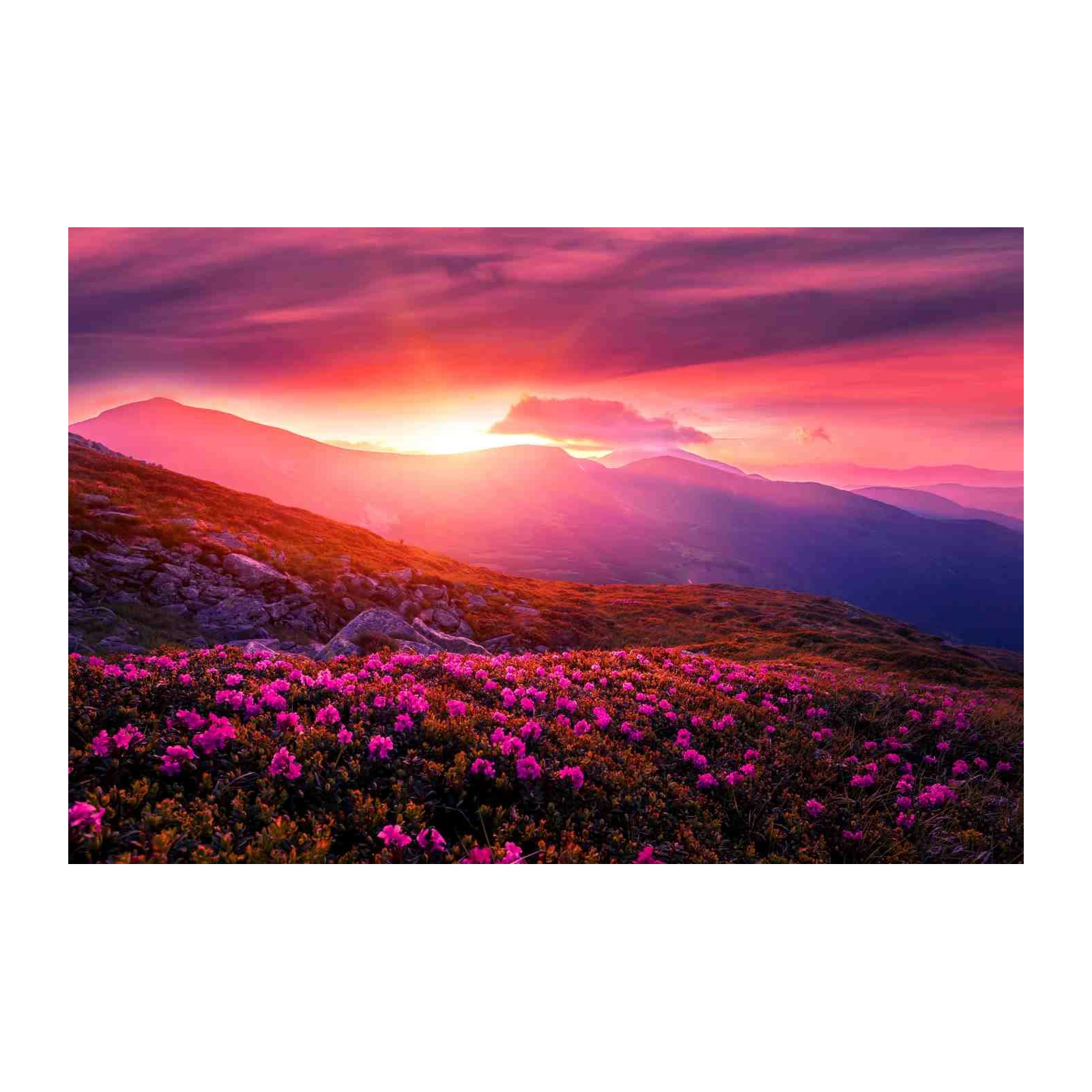 Vibrant Mountain Sunrise Wildflower Wall Art