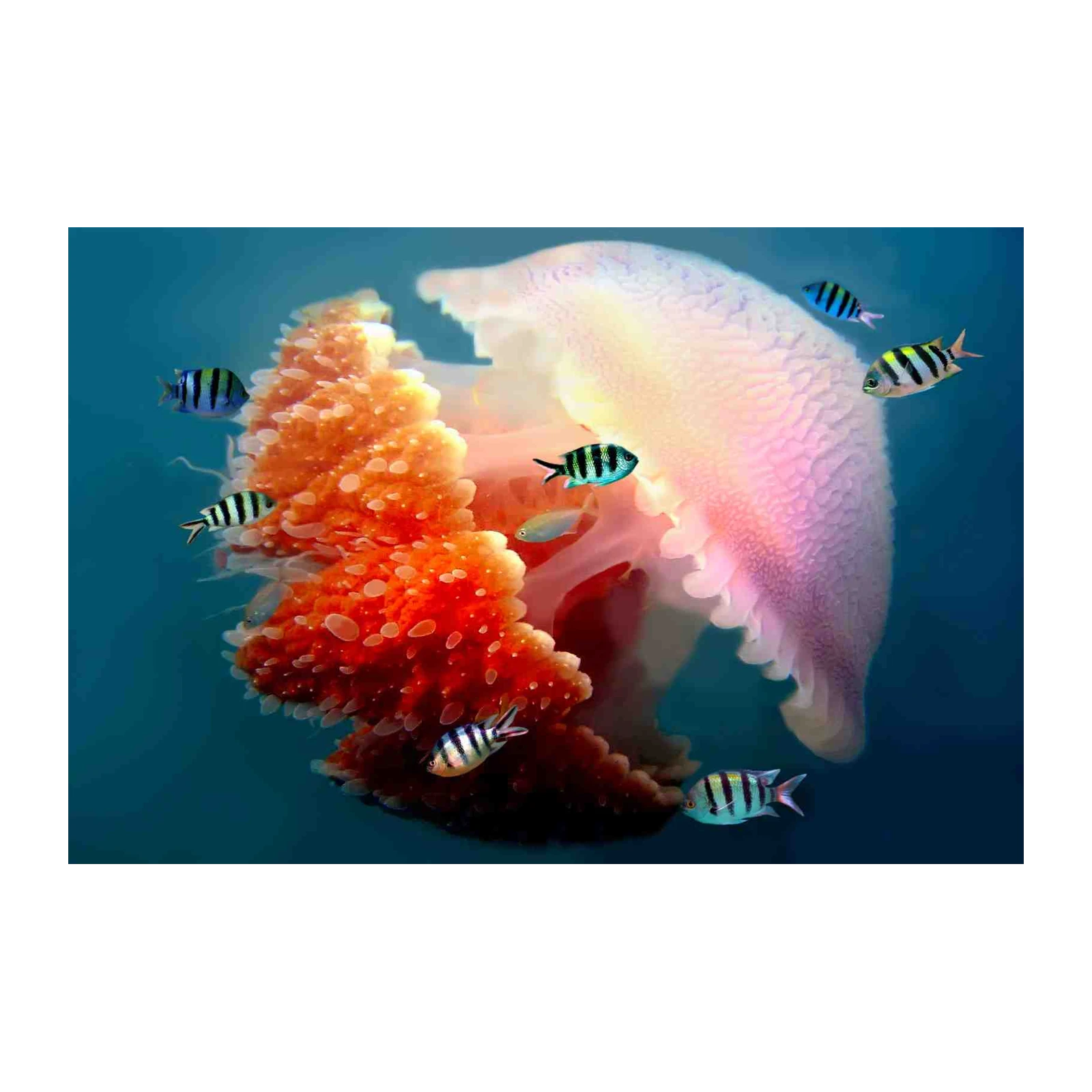 Jellyfish & Tropical Fish Ocean Wall Art