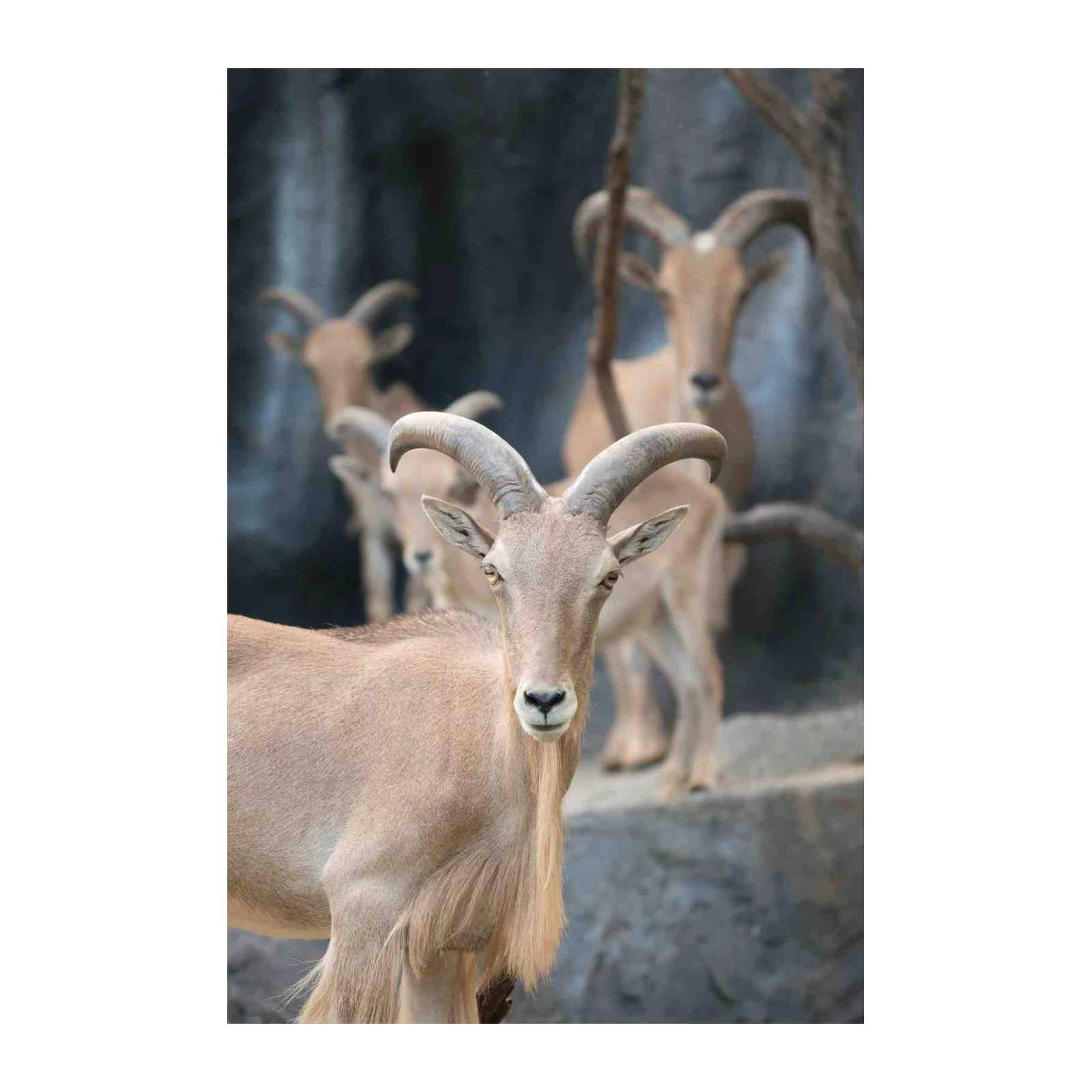 Majestic Mountain Goat Herd Wall Art