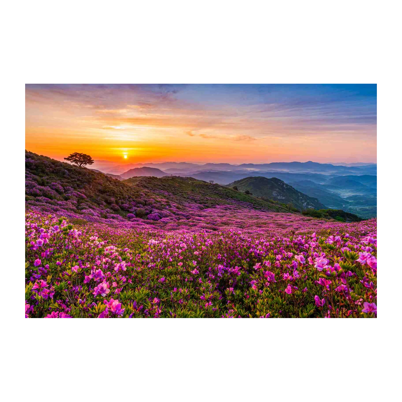 Vibrant Rhododendron Mountain Sunrise Wall Art