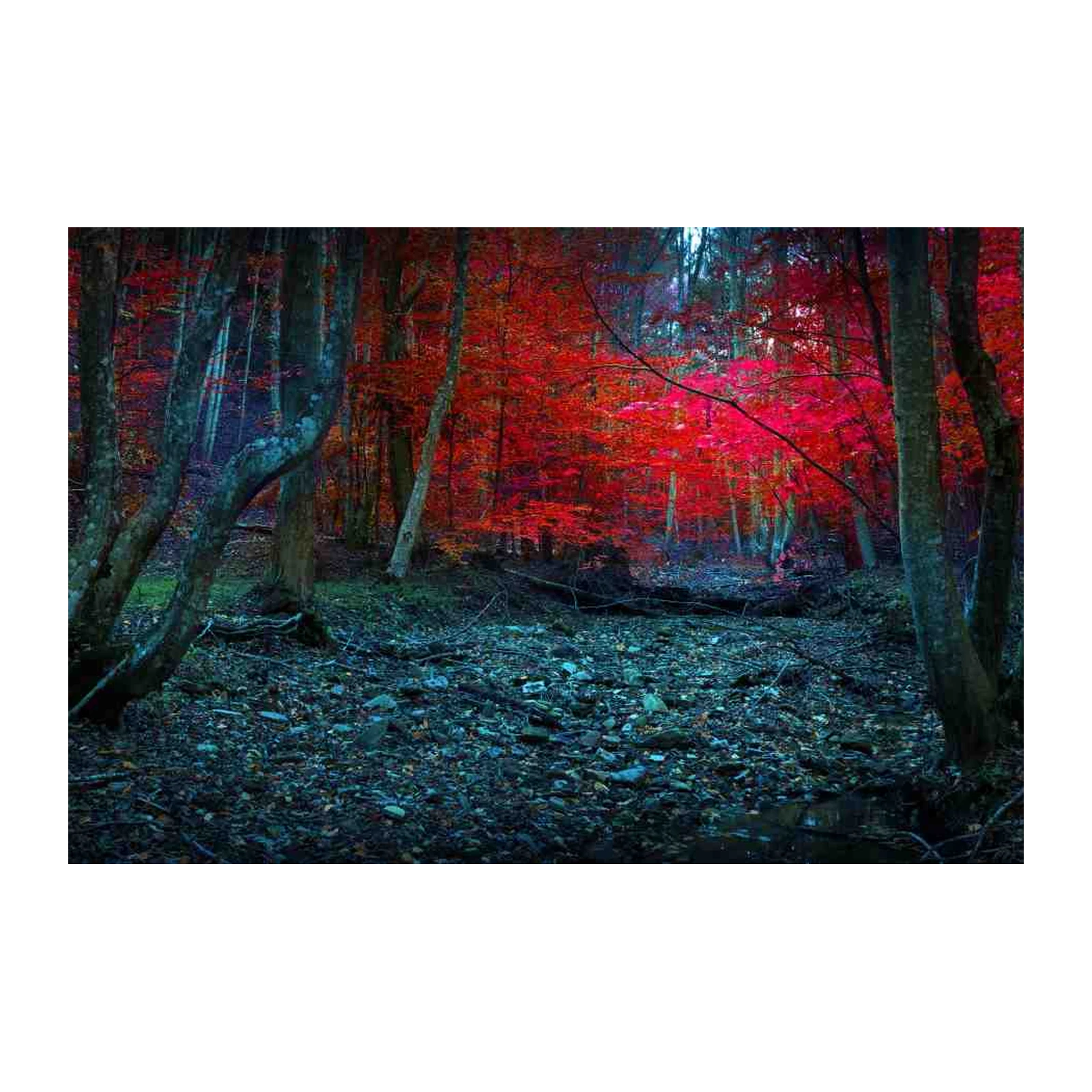 Enchanted Forest Red Autumn Wall Art