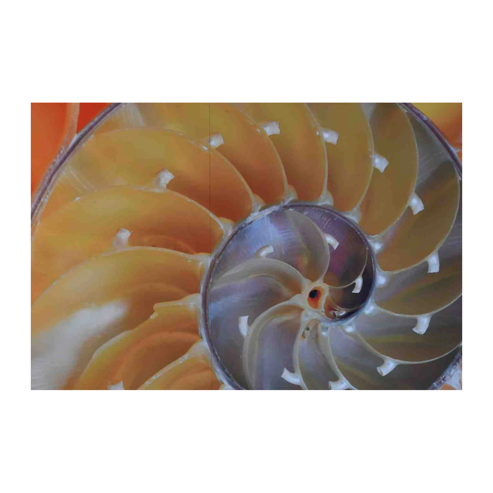 Nautilus Shell Spiral Abstract Wall Art