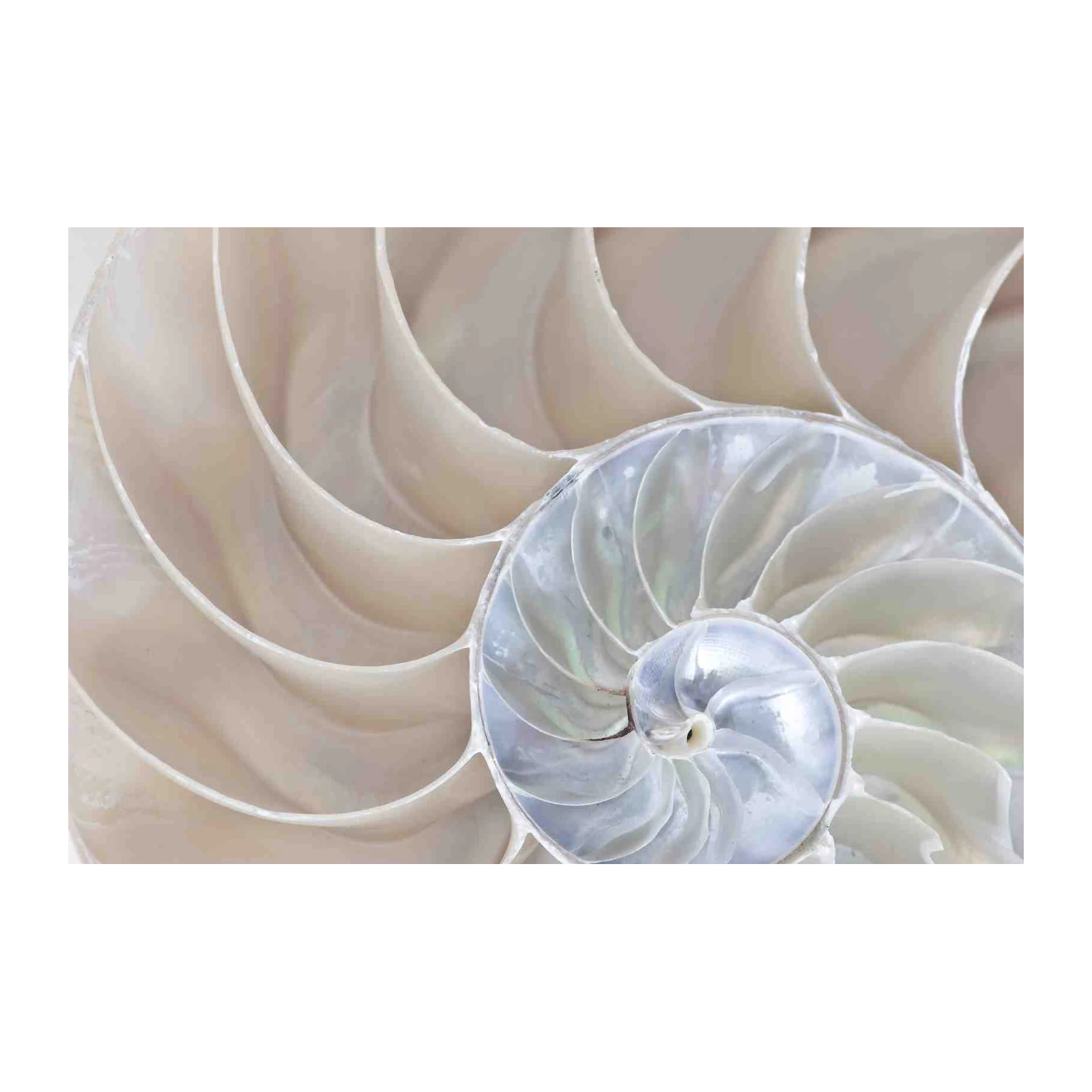 Nautilus Shell Art: Coastal Home Decor Wall Art