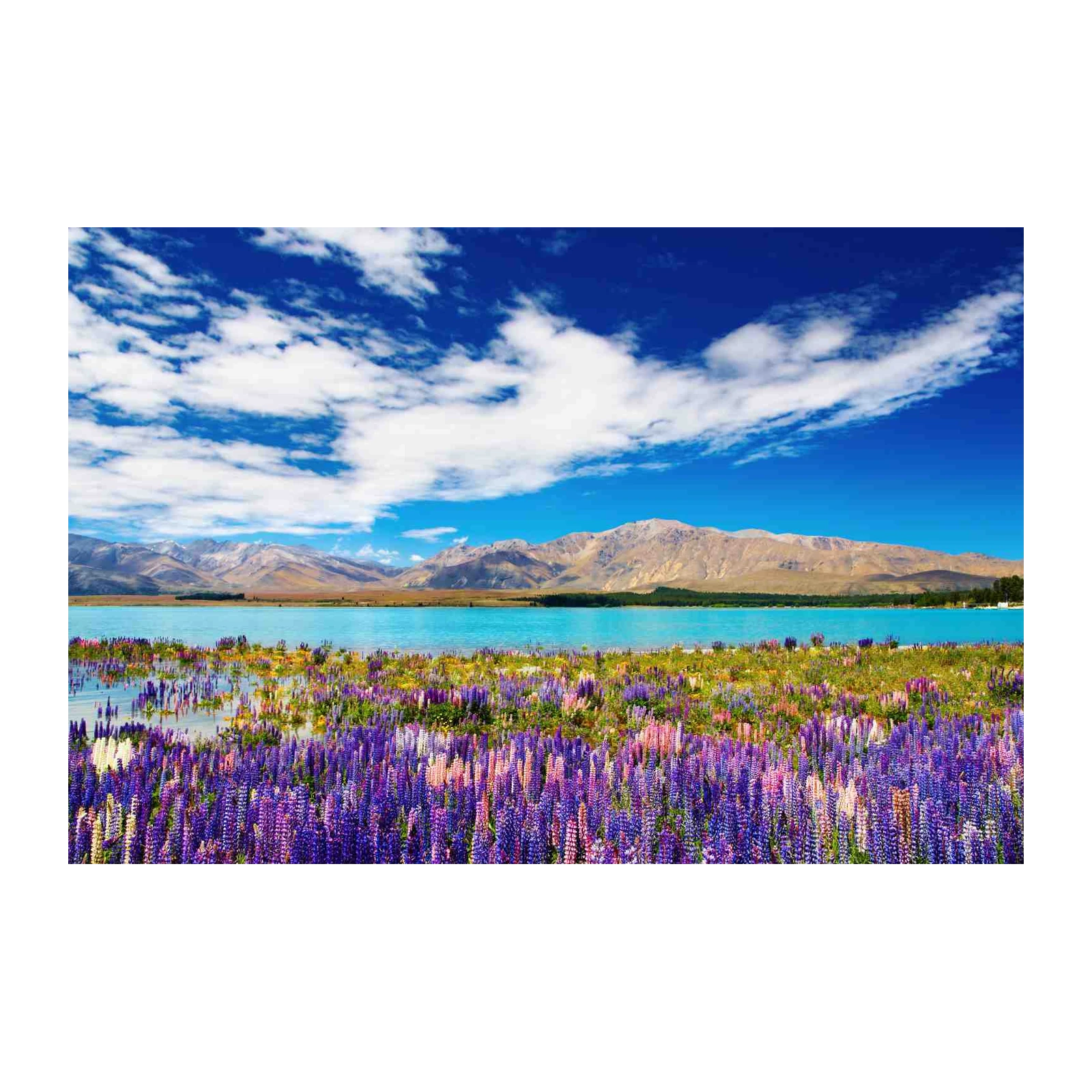 Lupine Field Lake Mountain Landscape Wall Art