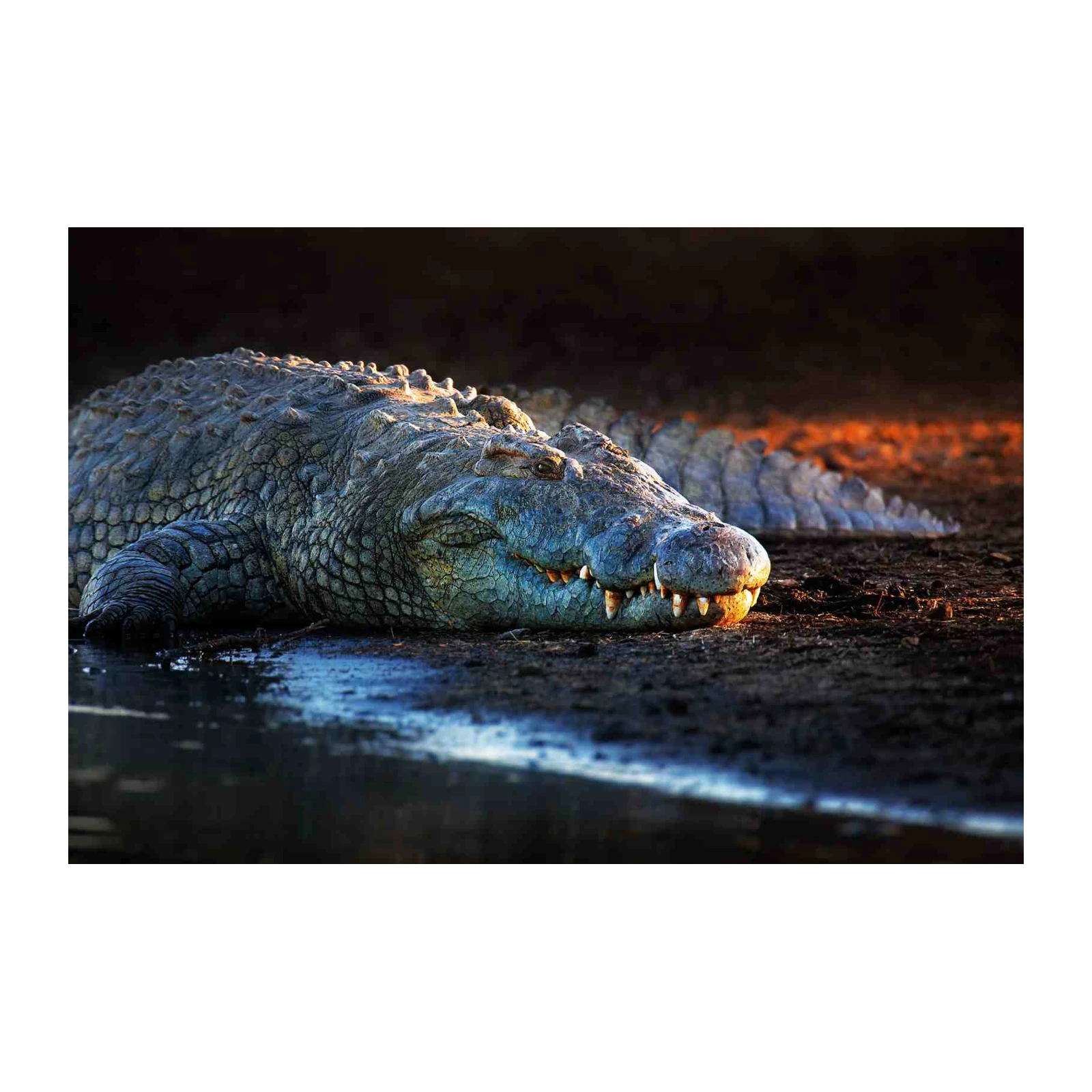 Majestic Crocodile Wildlife Wall Art