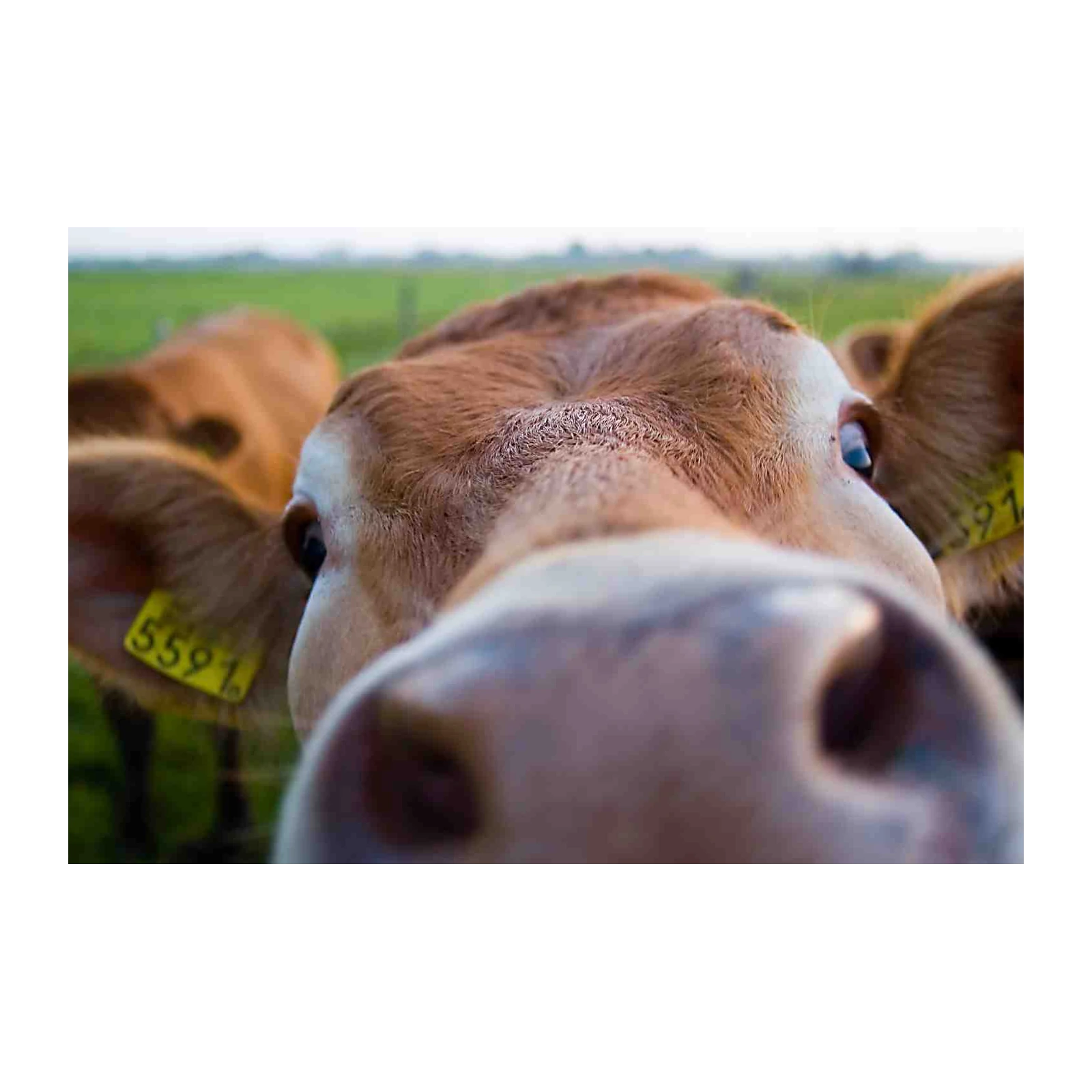 Curious Cow Close-Up Farm Animal Wall Art