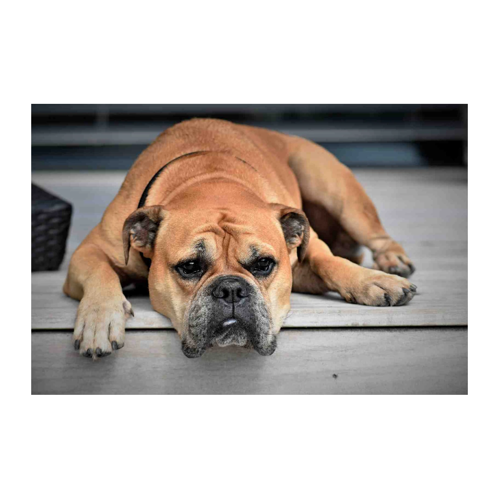 Sad Bulldog Portrait Wall Art