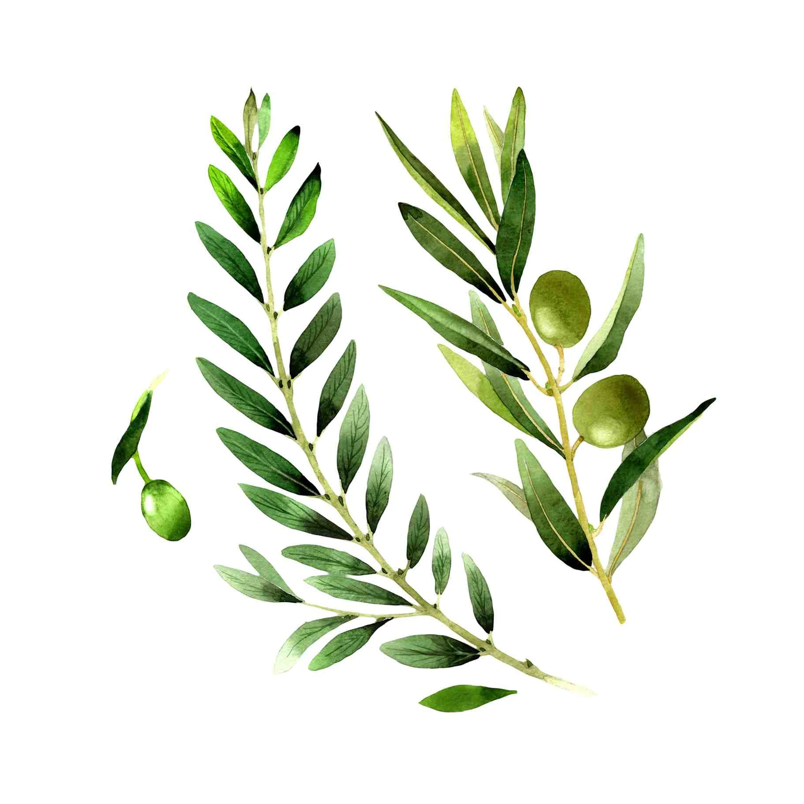 Olive Branch Watercolor Art Wall Art