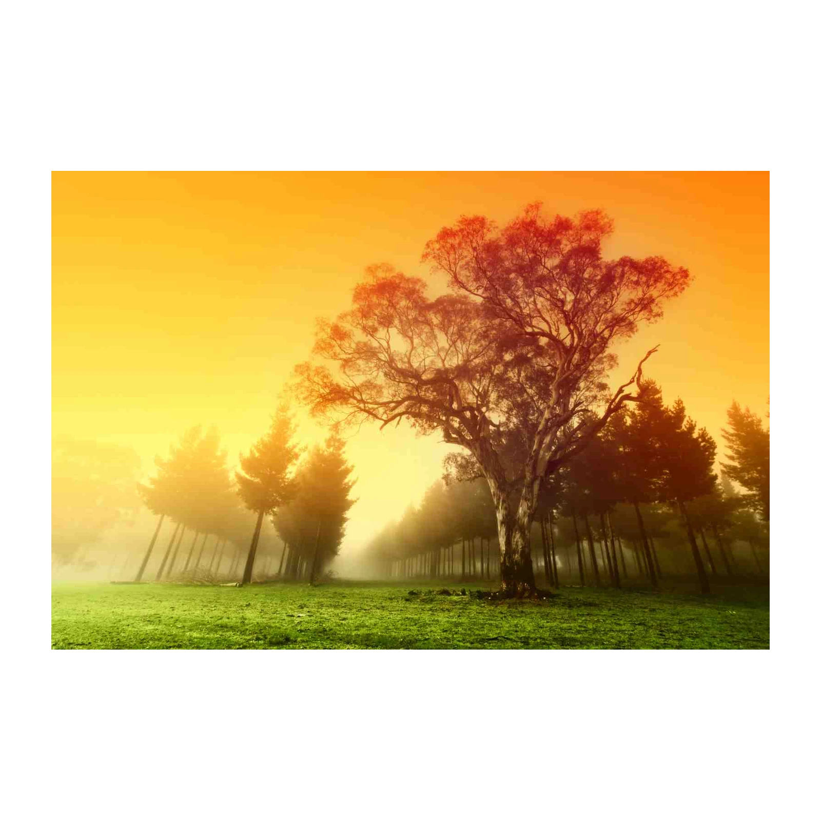 Misty Morning Tree Landscape Wall Art